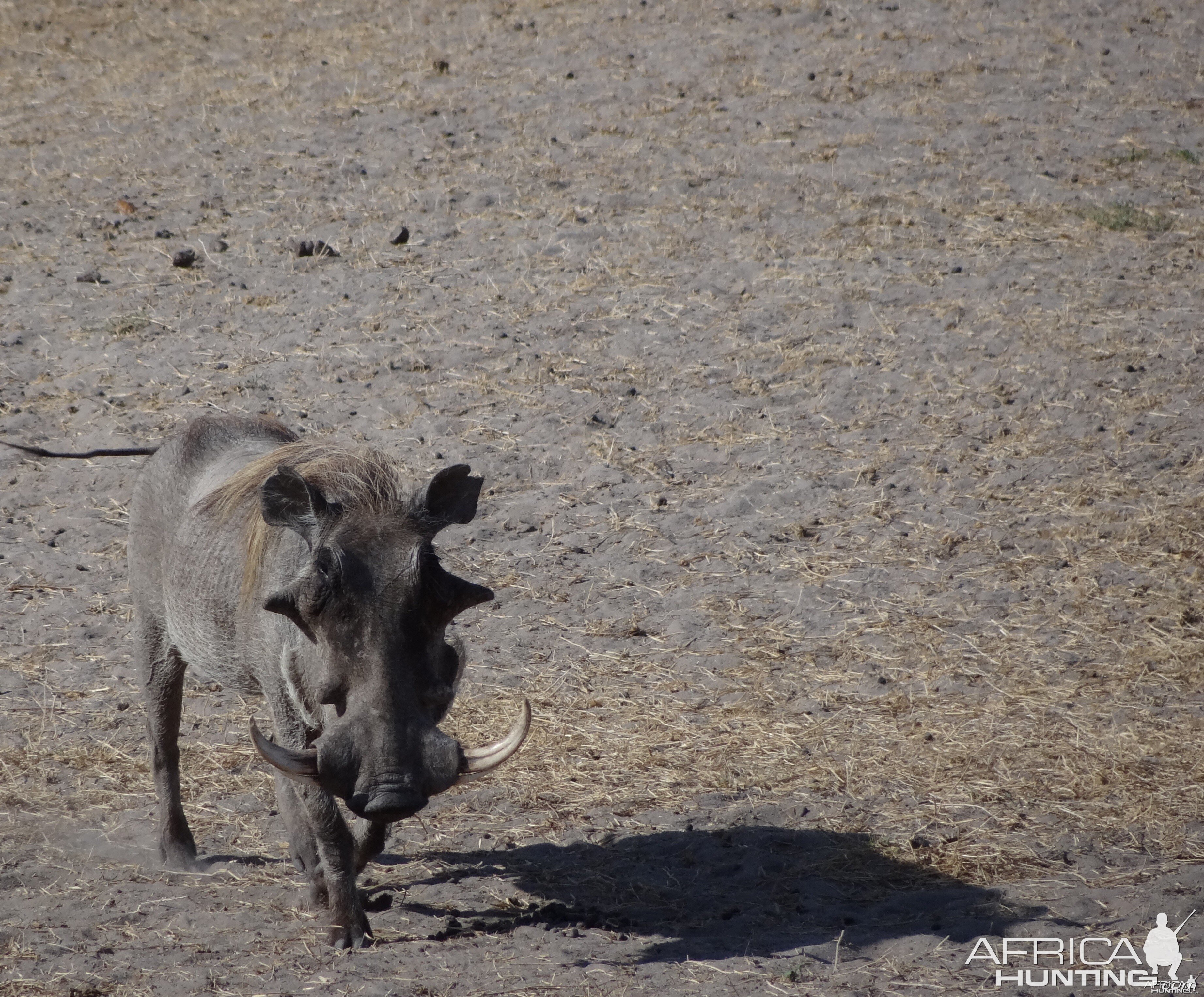 Warthog - Tanzania