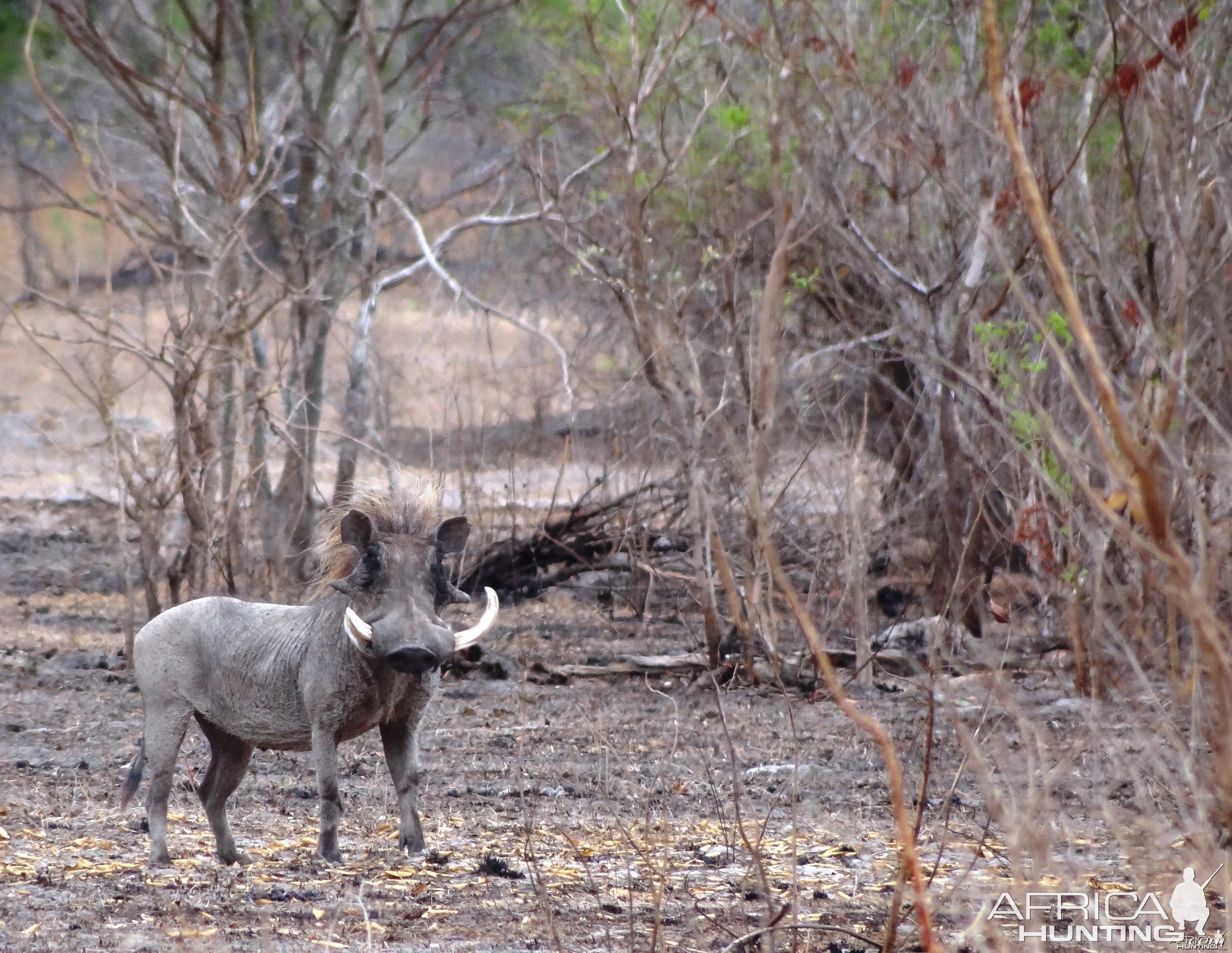 Warthog - Tanzania