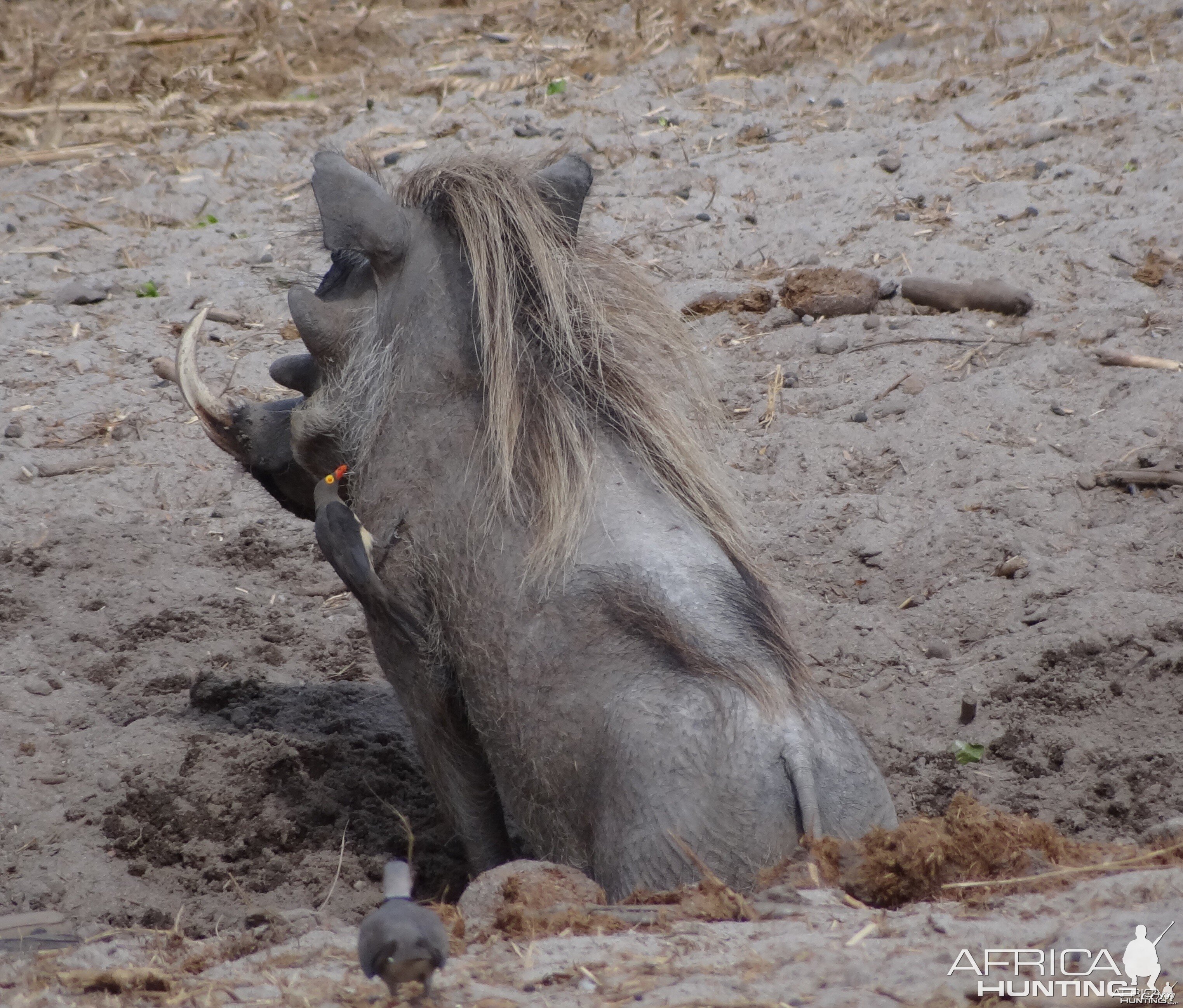 Warthog - Tanzania