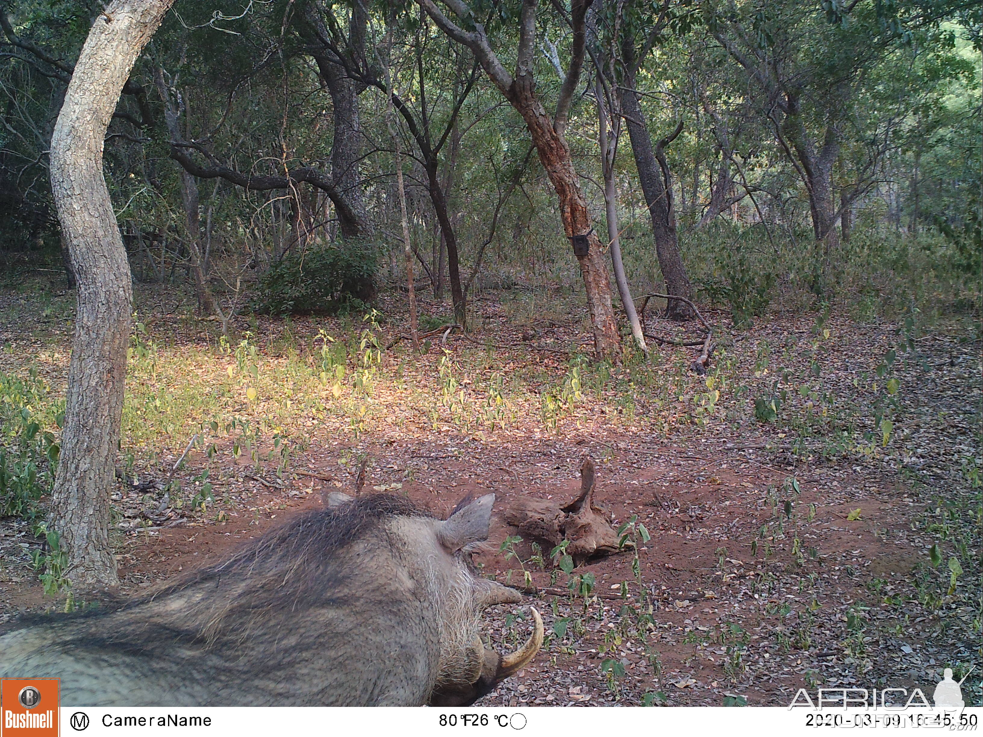 Warthog Trail Cam Pictures South Africa