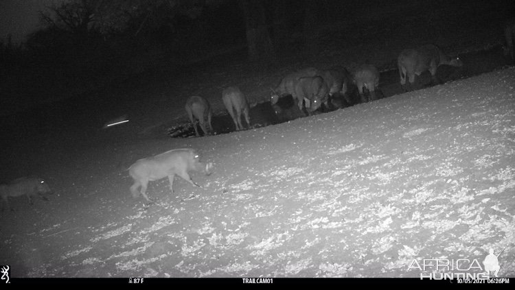 Warthog Trail Camera Zimbabwe