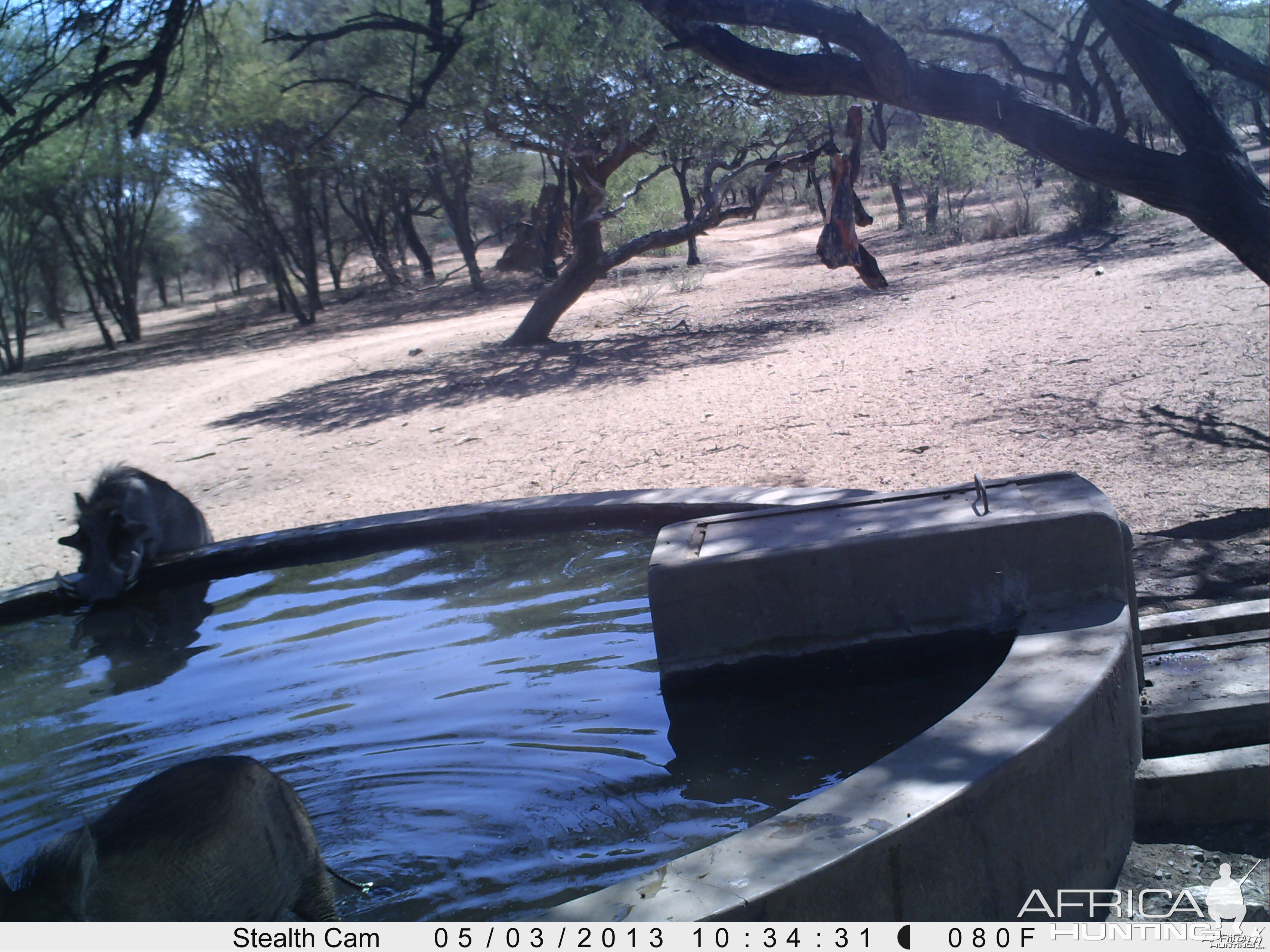 Warthog Trail Camera