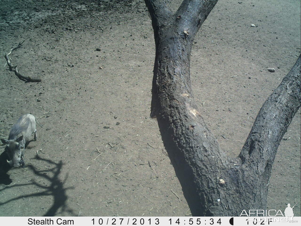 Warthog Trail Camera