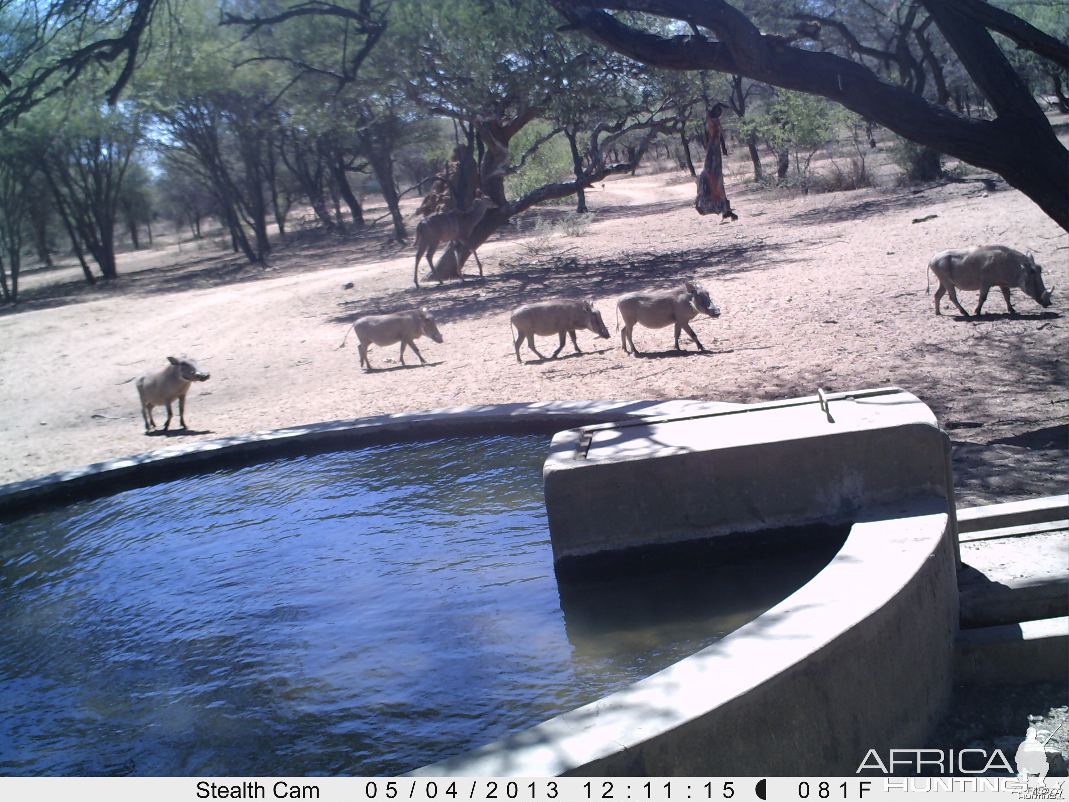 Warthog Trail Camera