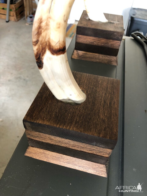 Warthog Tusk Display Project