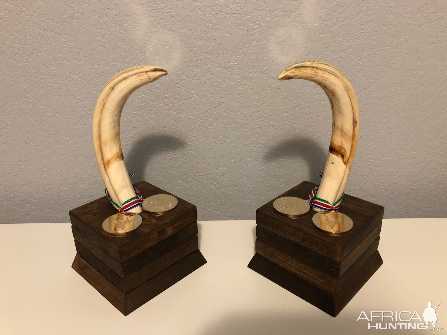 Warthog Tusk Display Taxidermy