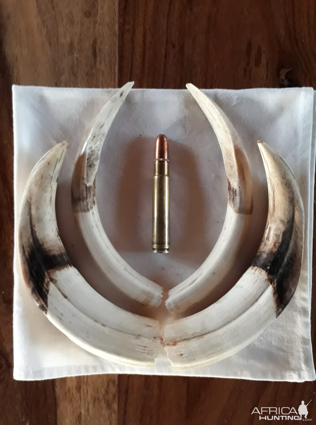 Warthog Tusks