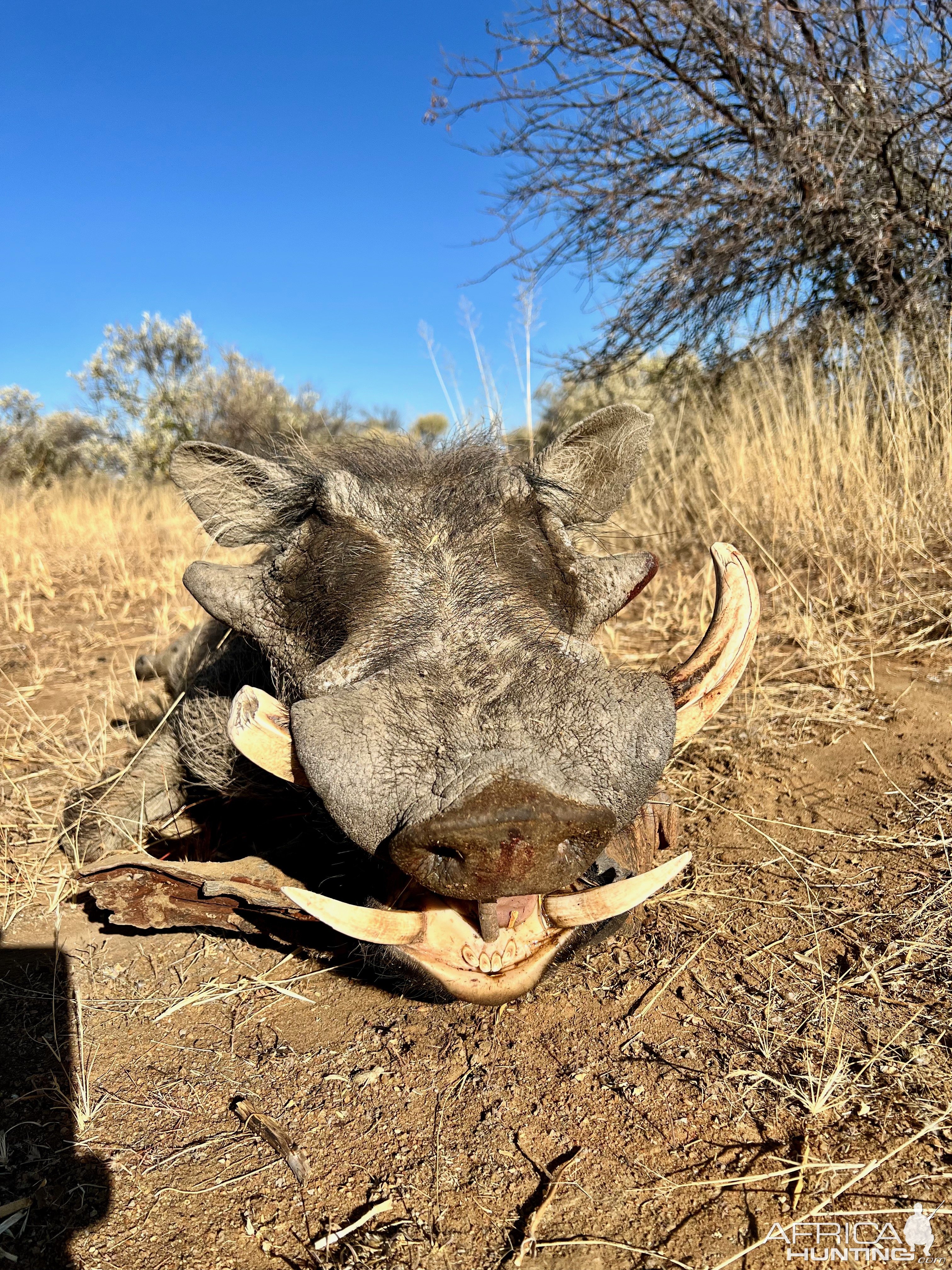 Warthog with Zana Botes Safari