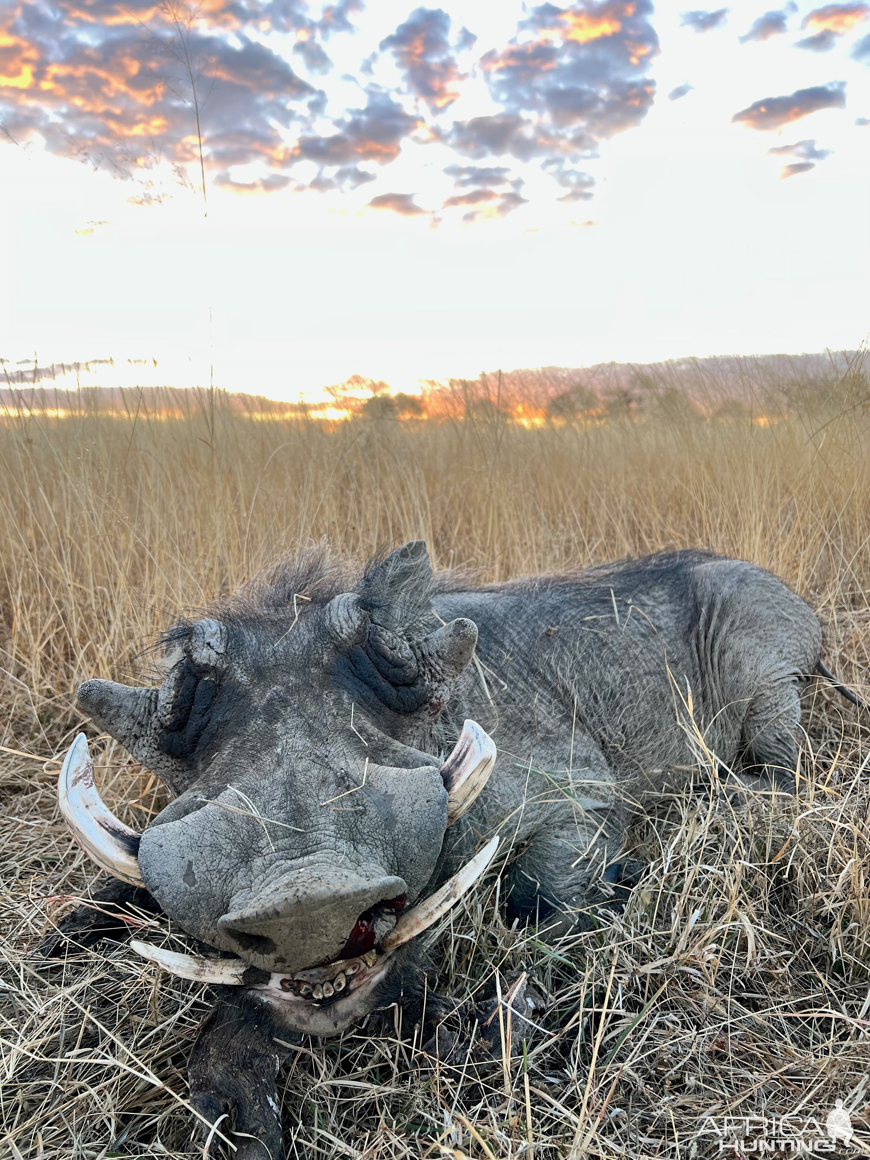 Warthog with Zana Botes Safari