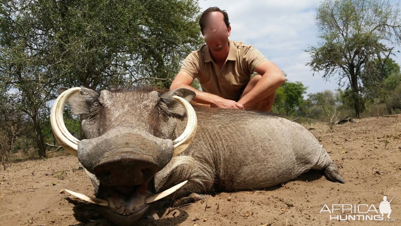 Warthog Zimbabwe Hunting