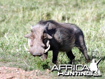 Warthog