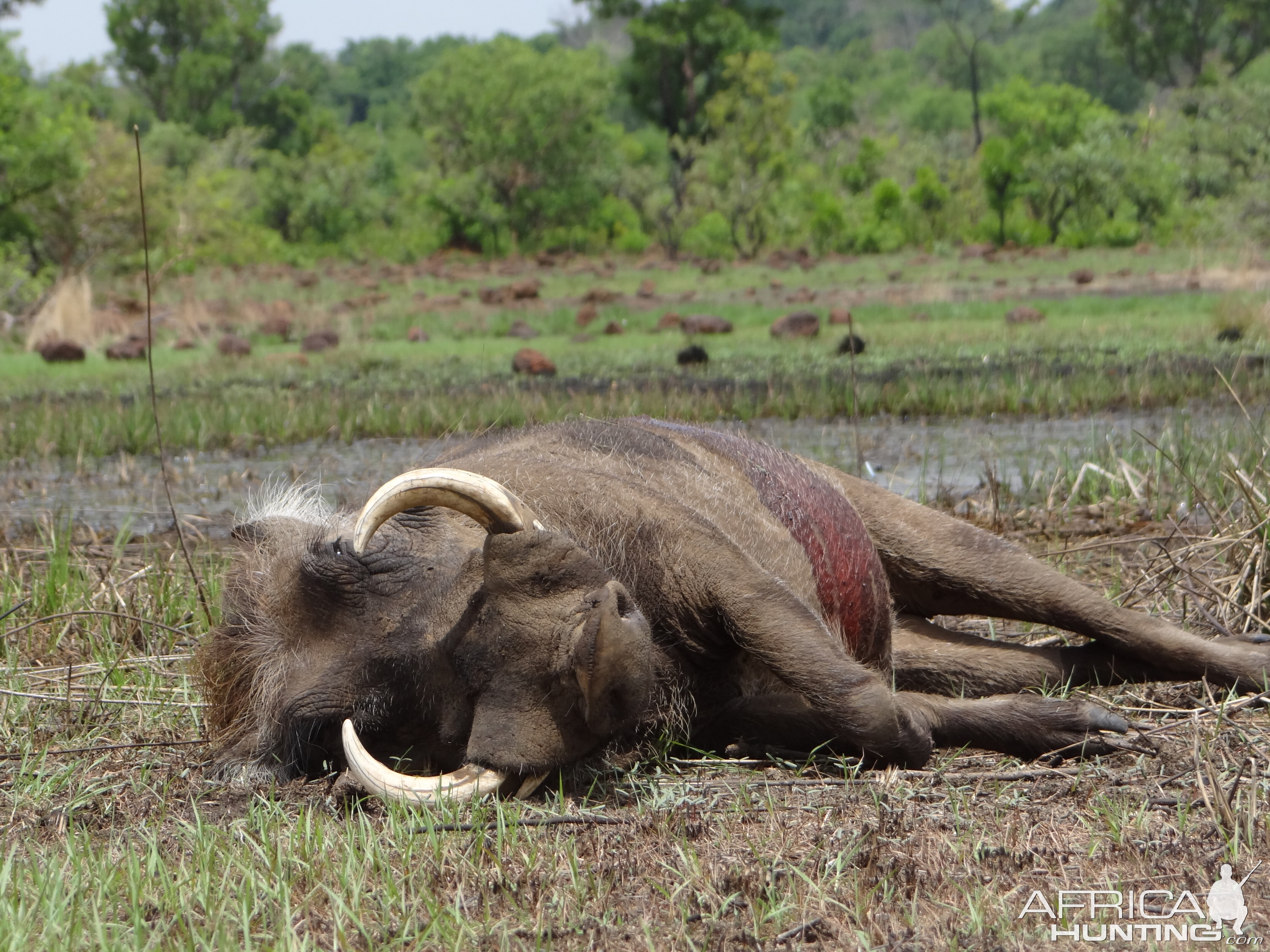 Warthog