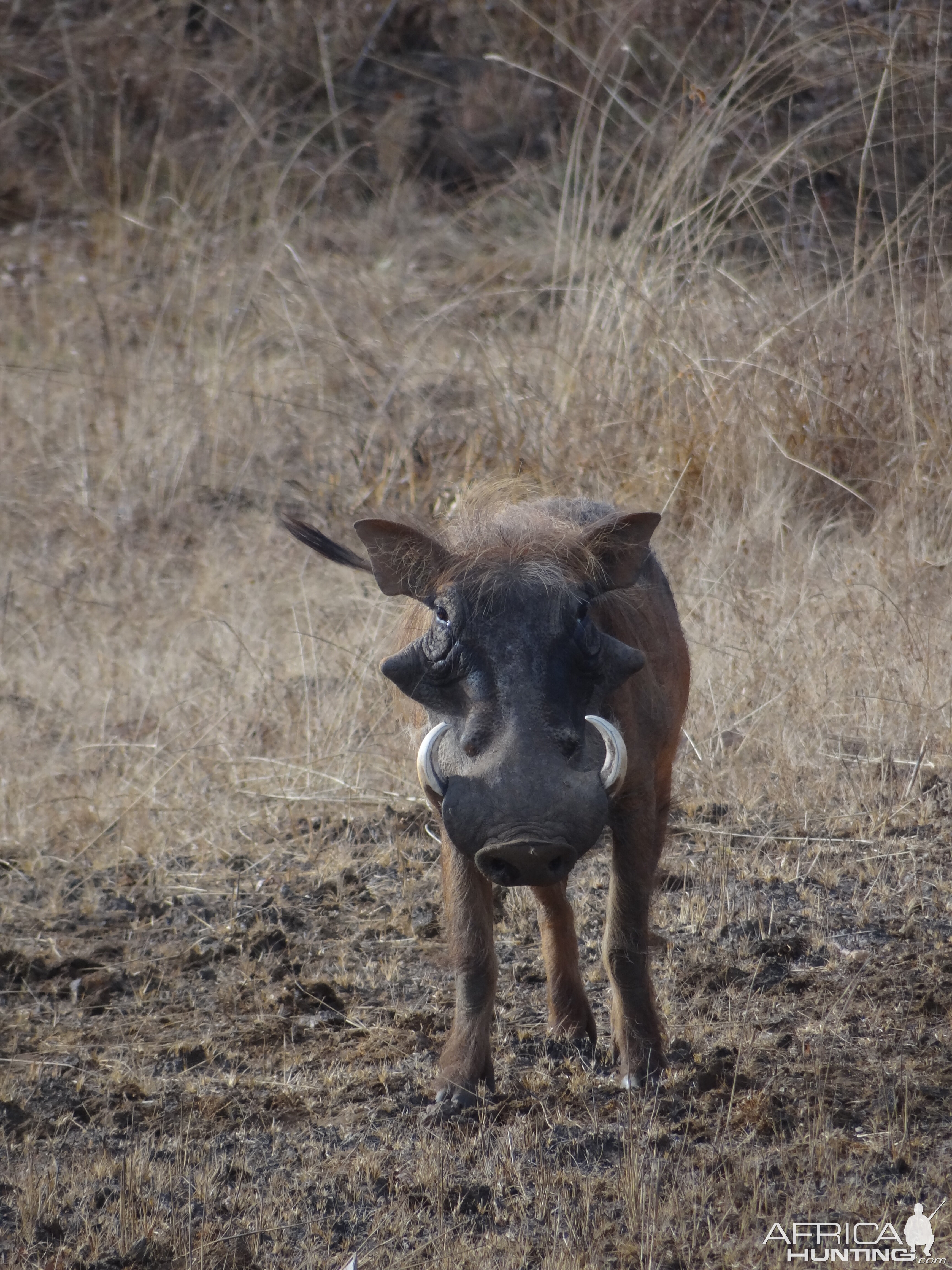 Warthog