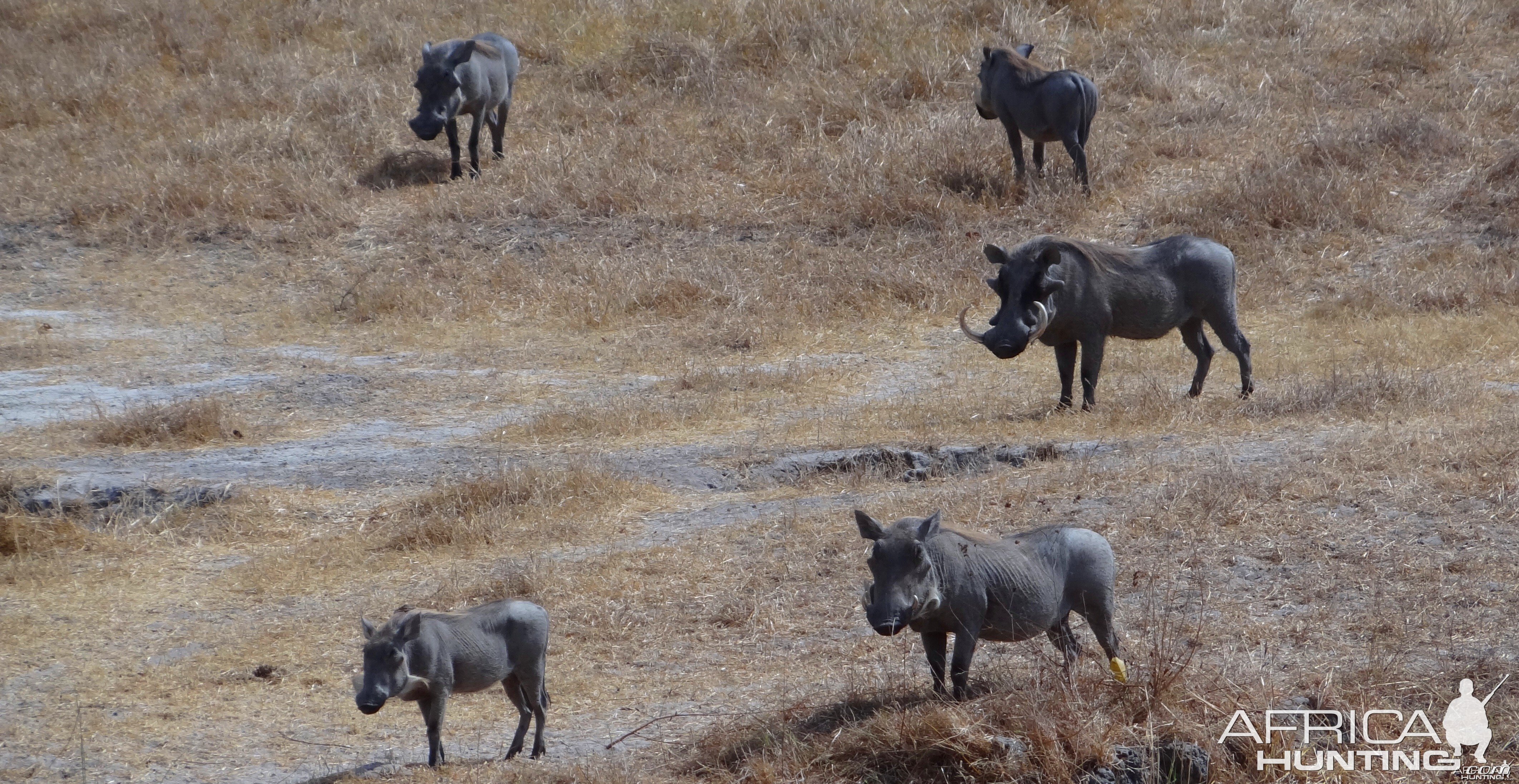 Warthog