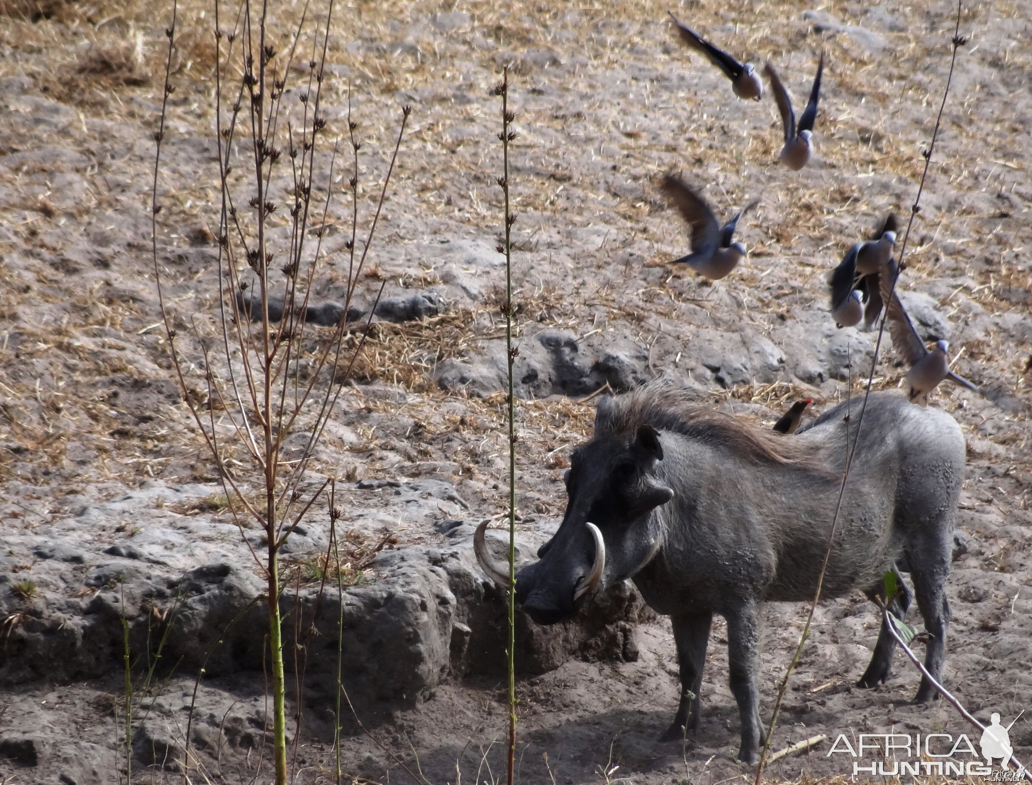 Warthog