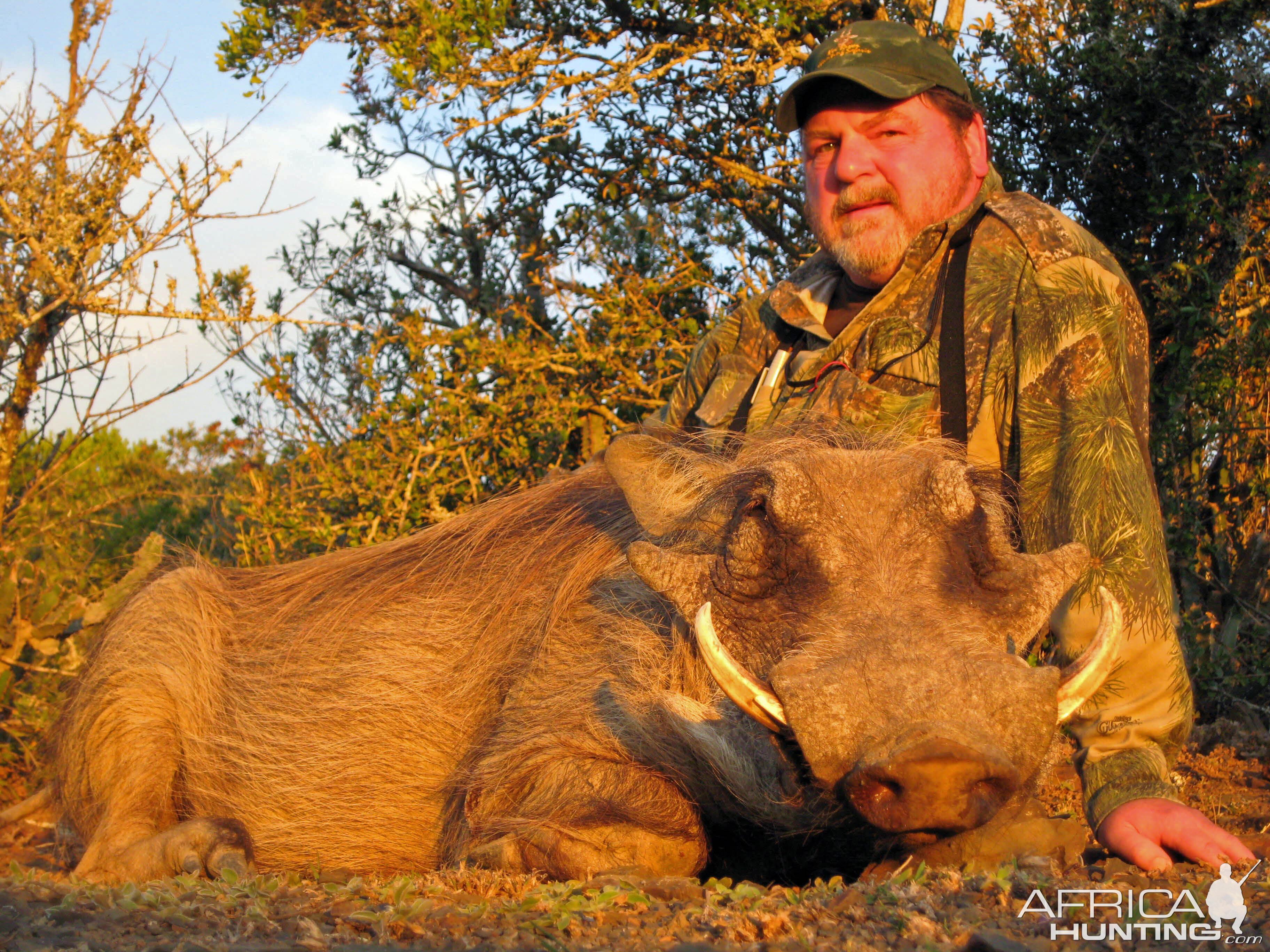 Warthog | AfricaHunting.com