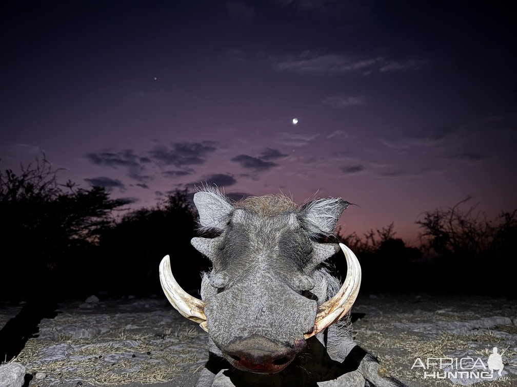 WarthogHunting Namibia