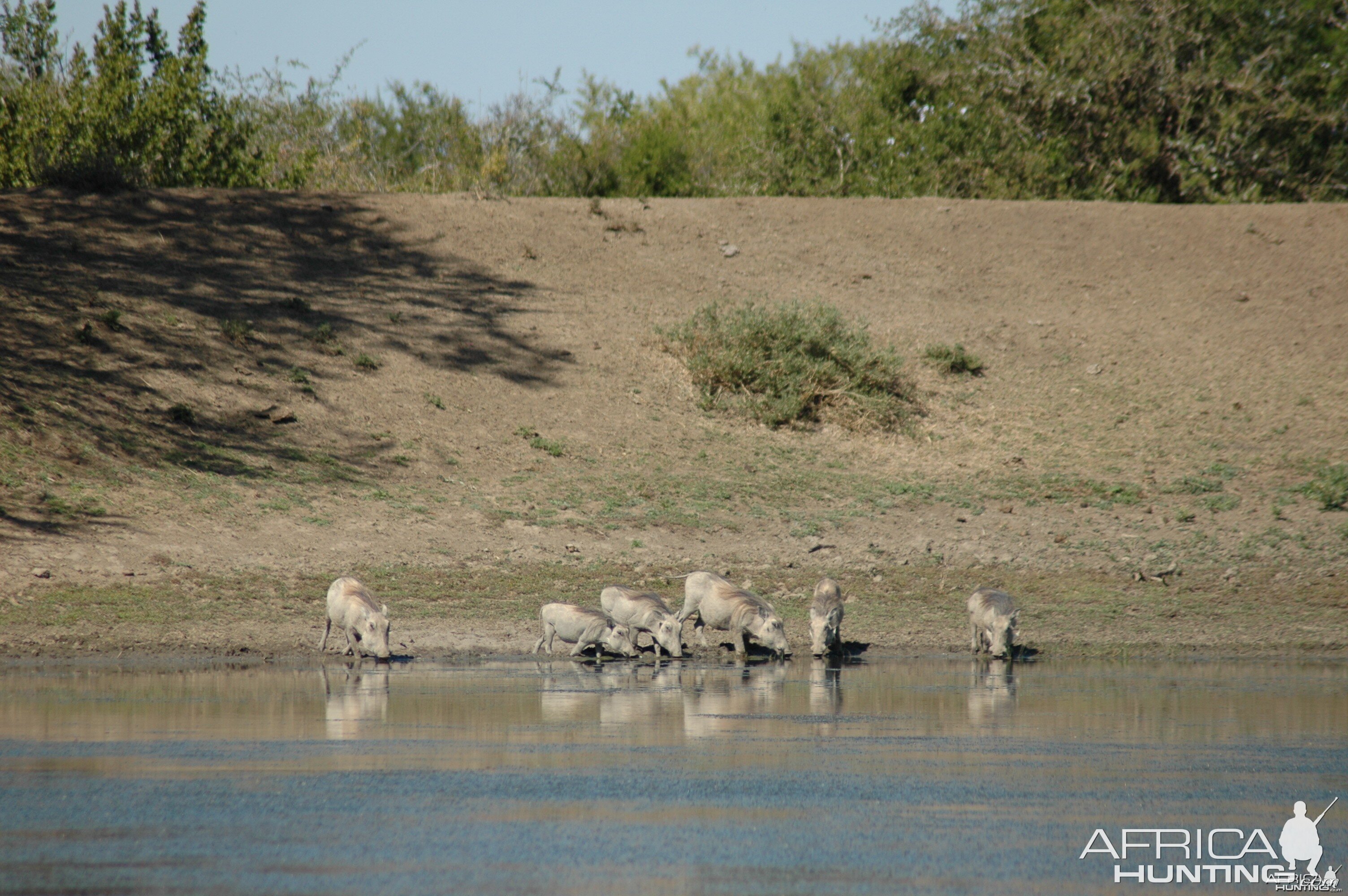 Warthogs at pond, Eastern Cape, South Africa