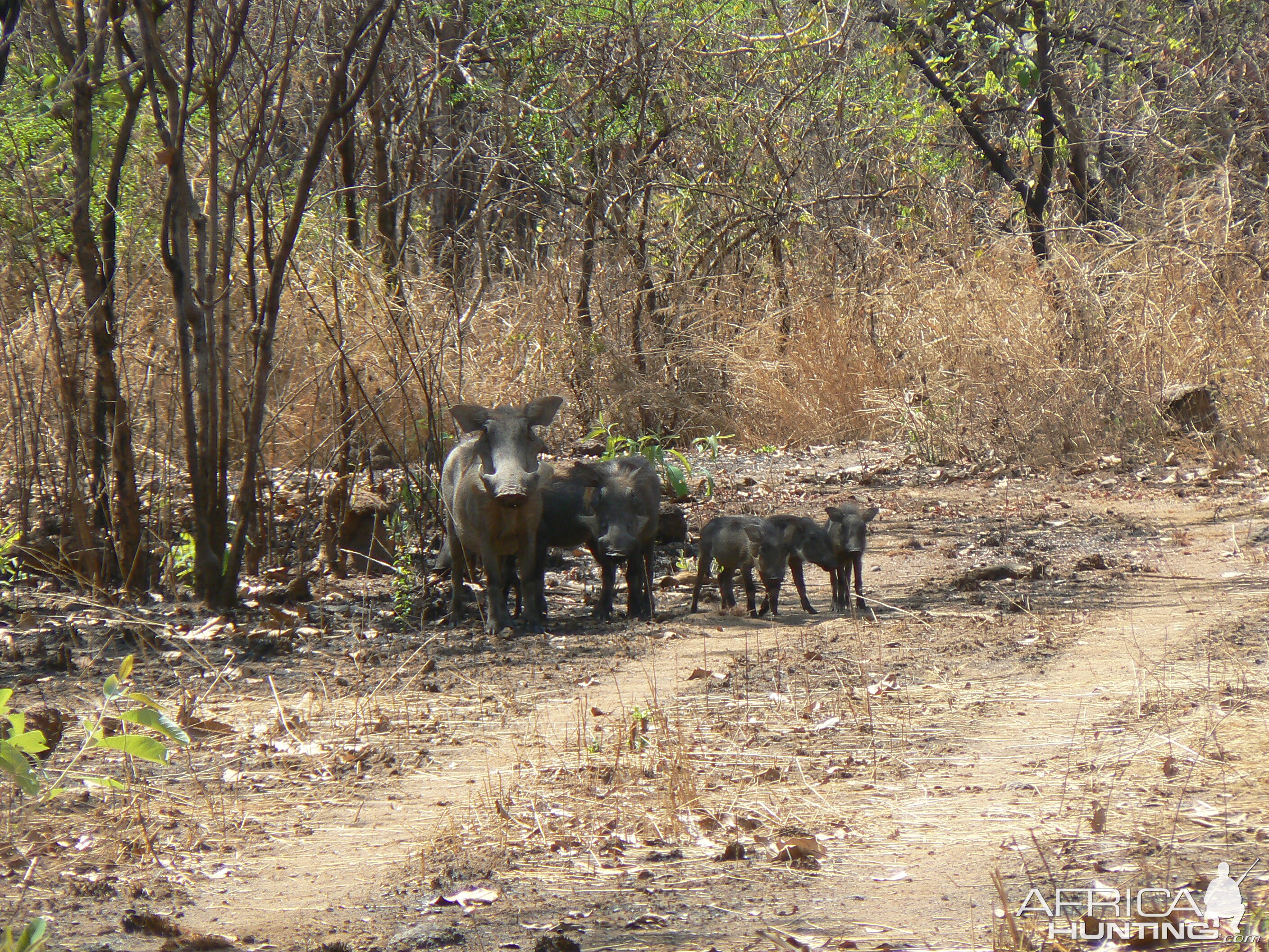 Warthogs Central African Republic