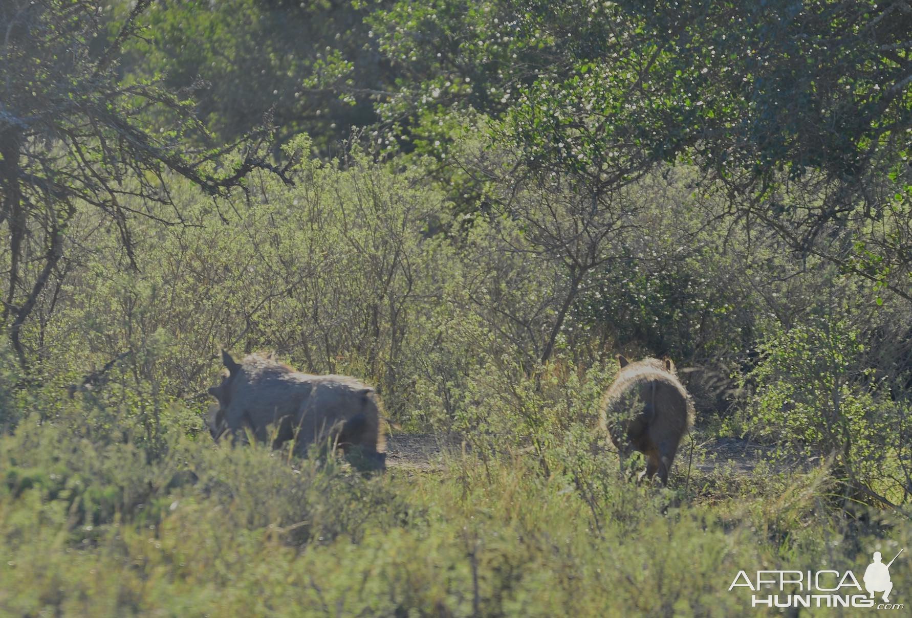 Warthogs Eastern Cape South Africa