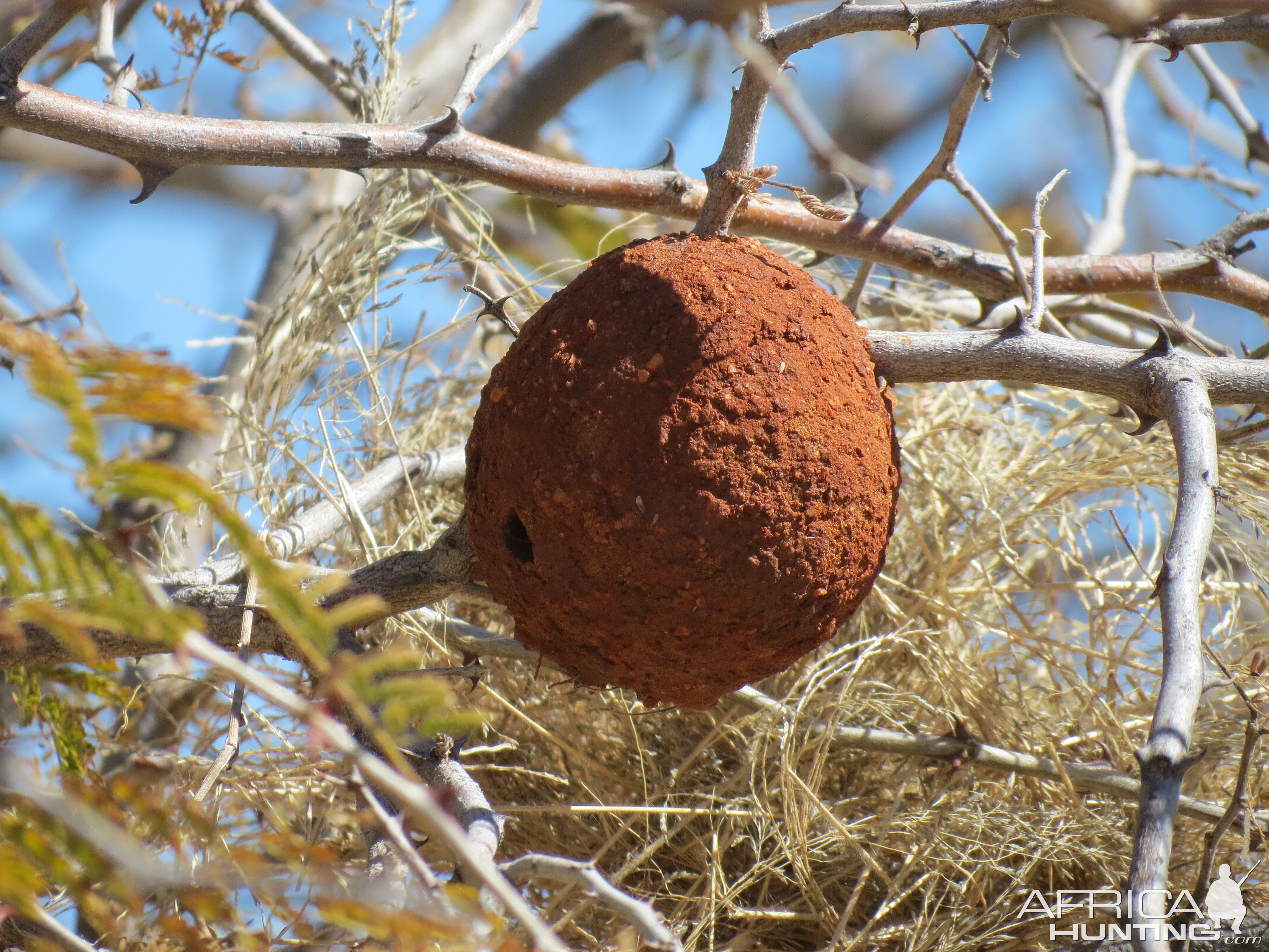 Wasp Nest Namibia