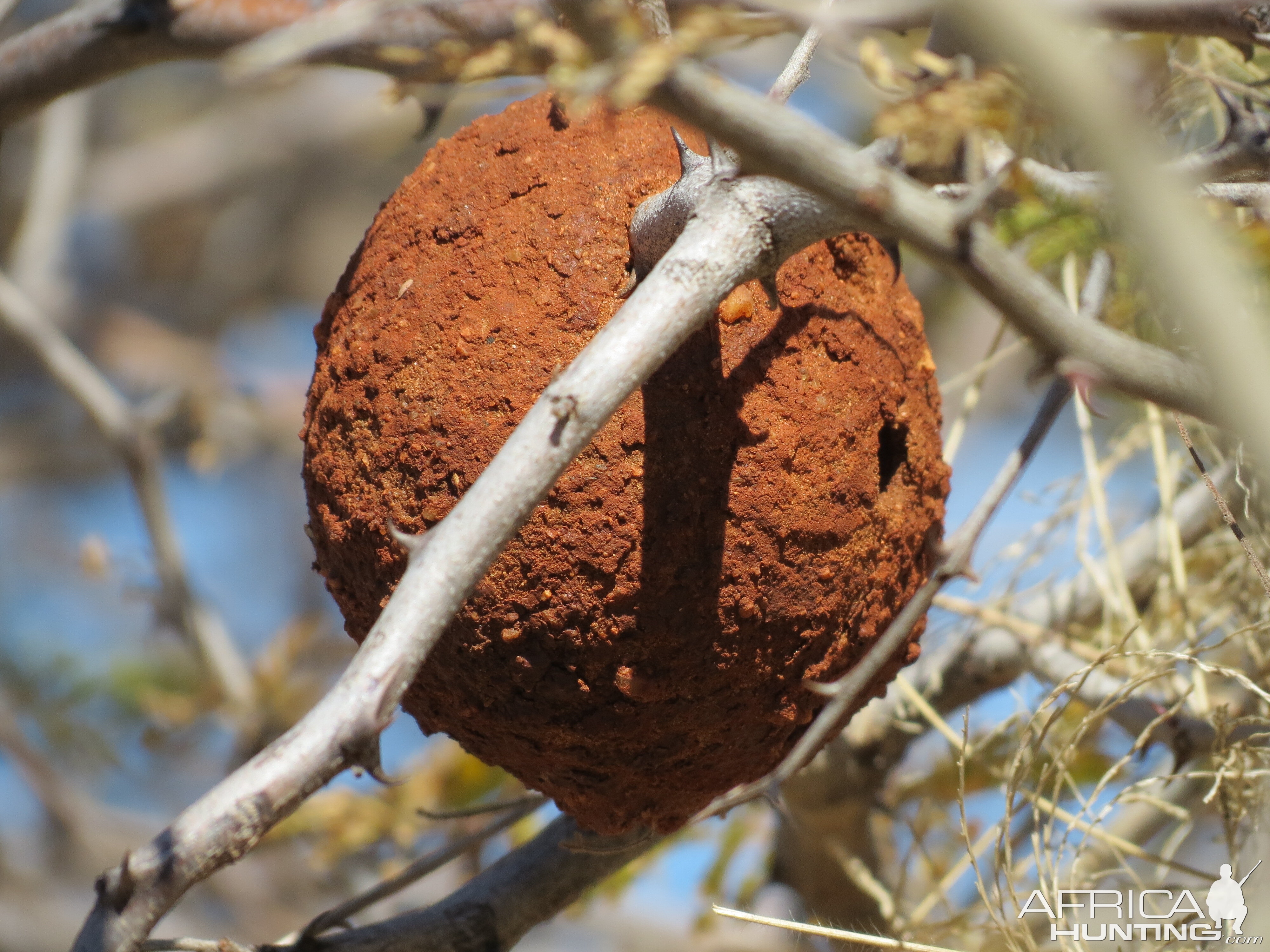 Wasp Nest Namibia