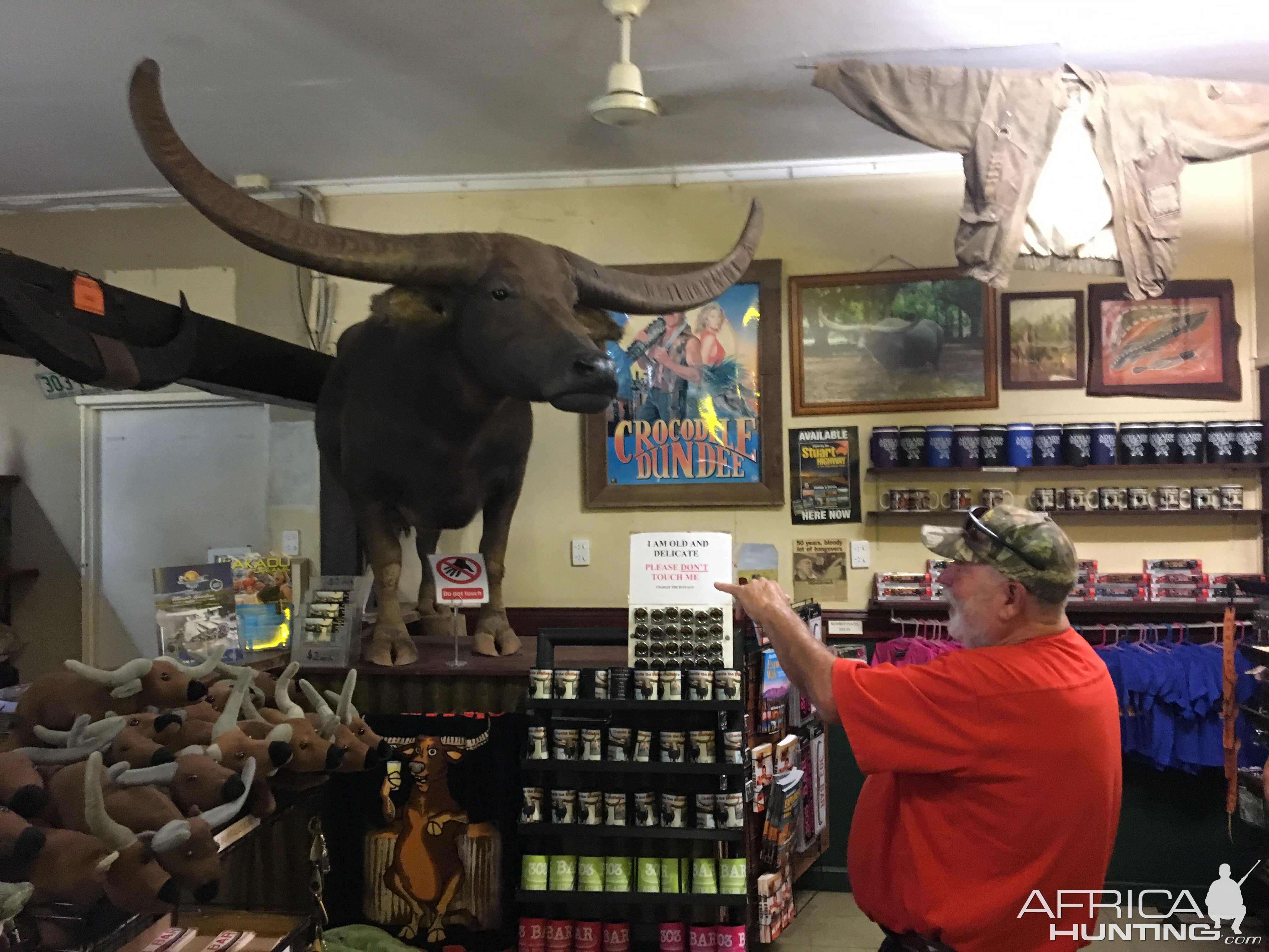 Water Buffallo from Crocodile Dundee life sized inside