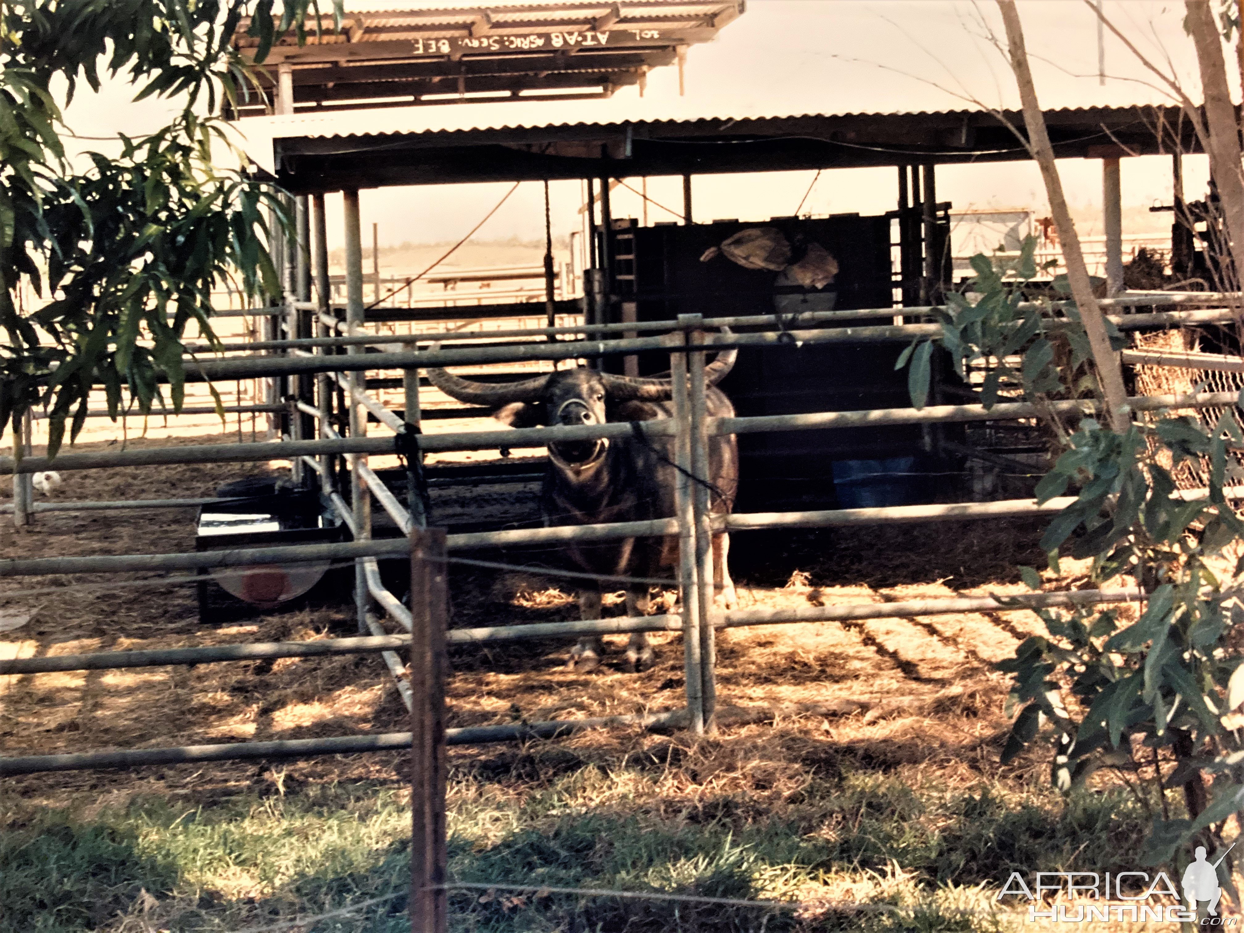 Water Buffalo Australia