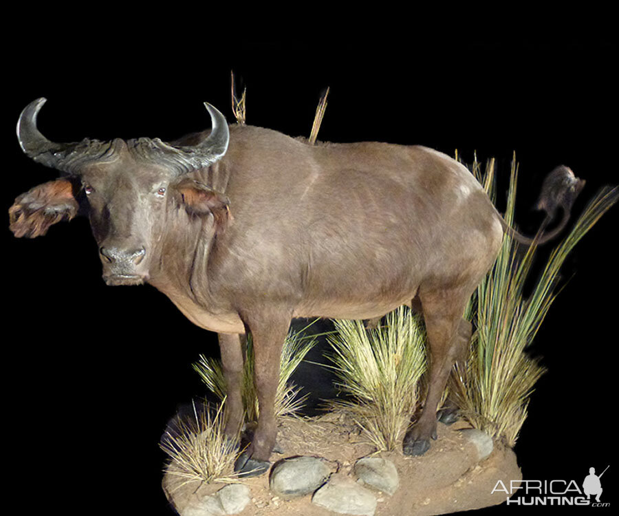 Water Buffalo Full Mount Taxidermy