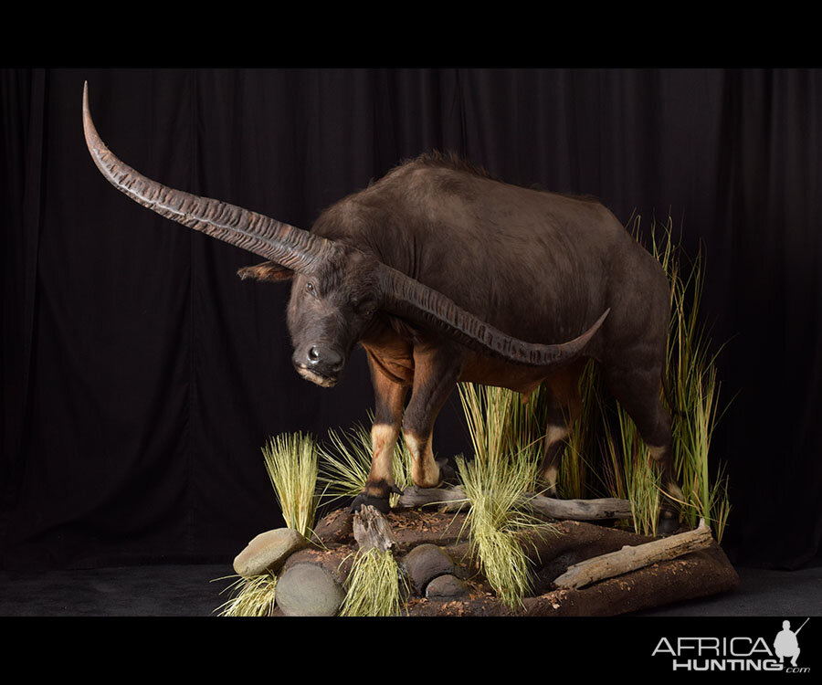 Water Buffalo Full Mount Taxidermy