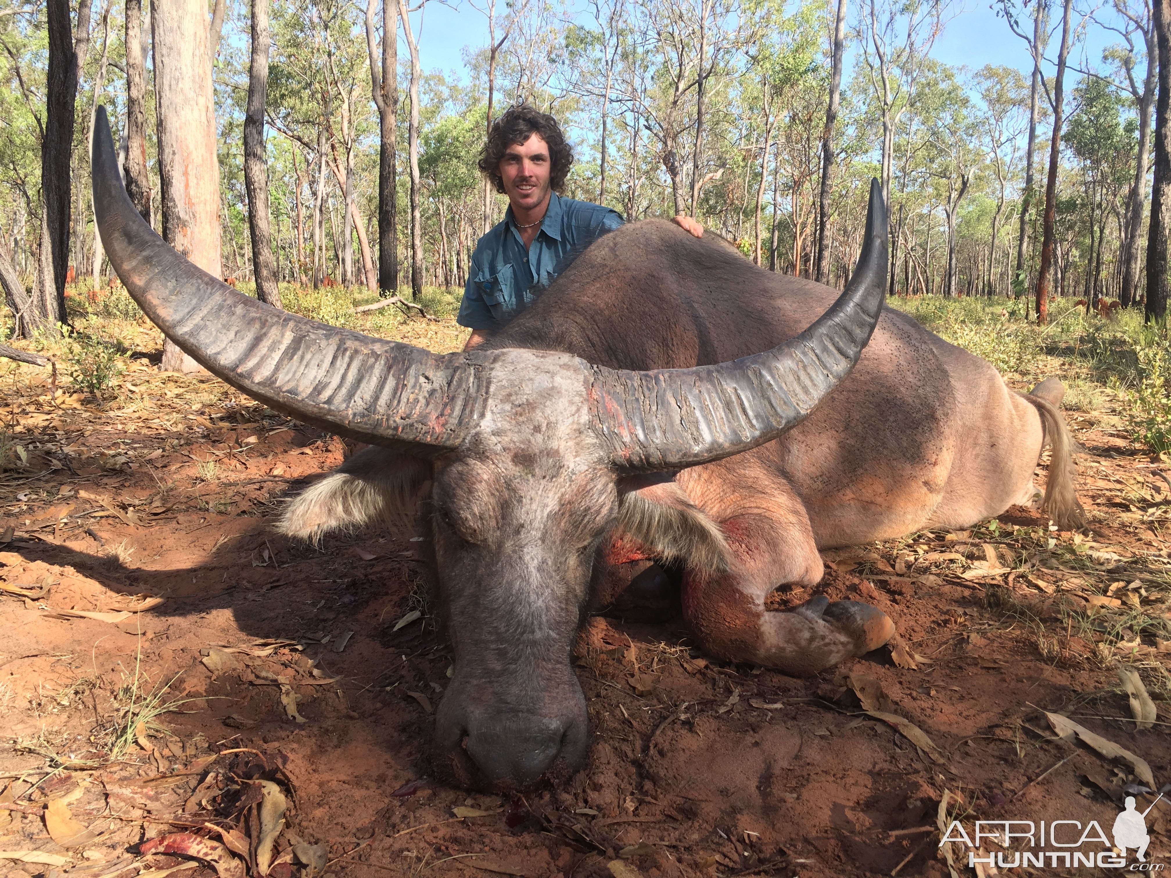 Water Buffalo Hunt Hunt Australia