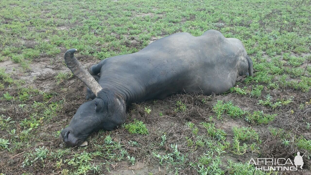 Water Buffalo Hunting Argentina