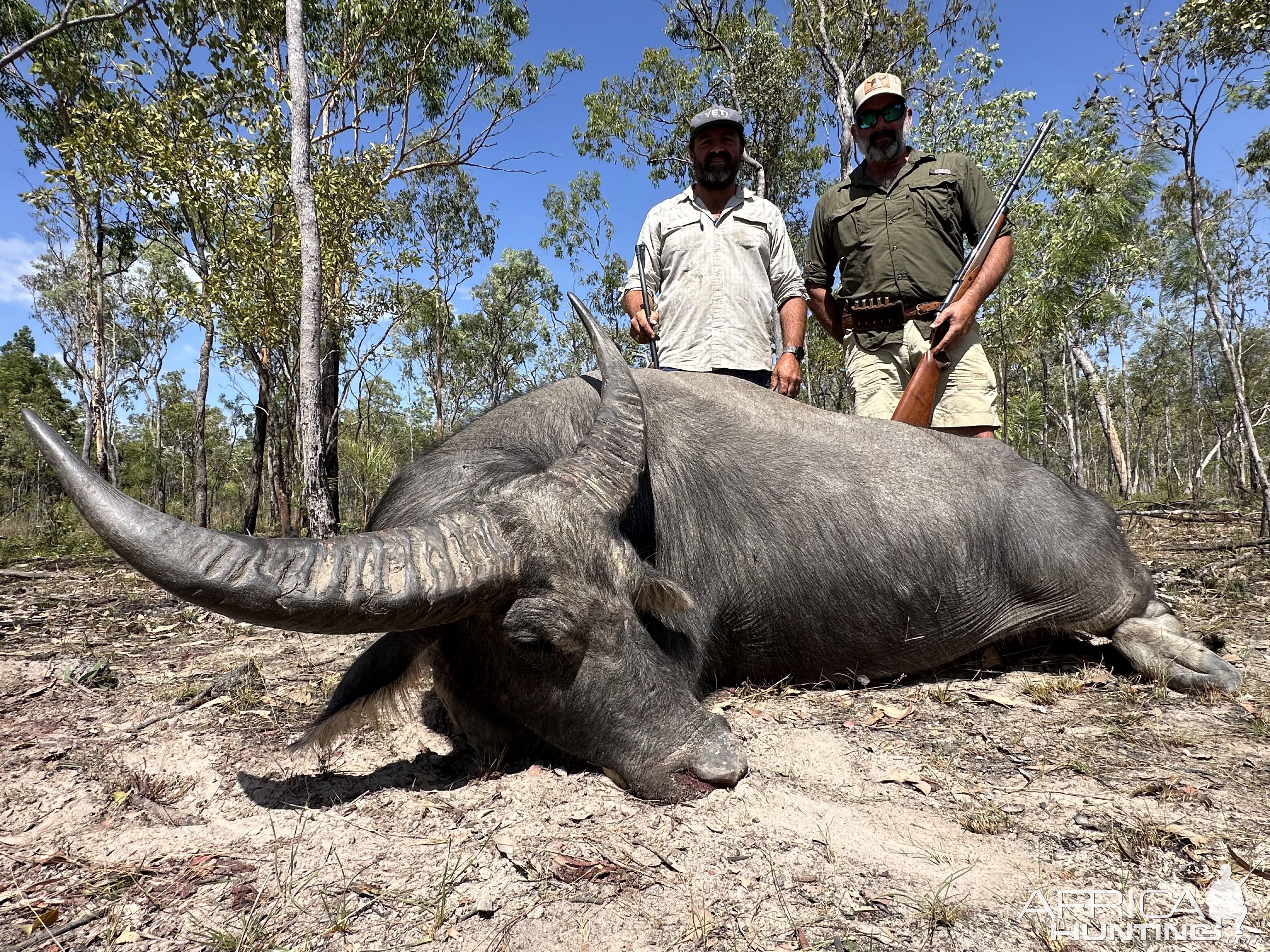 Water Buffalo Hunting Australia