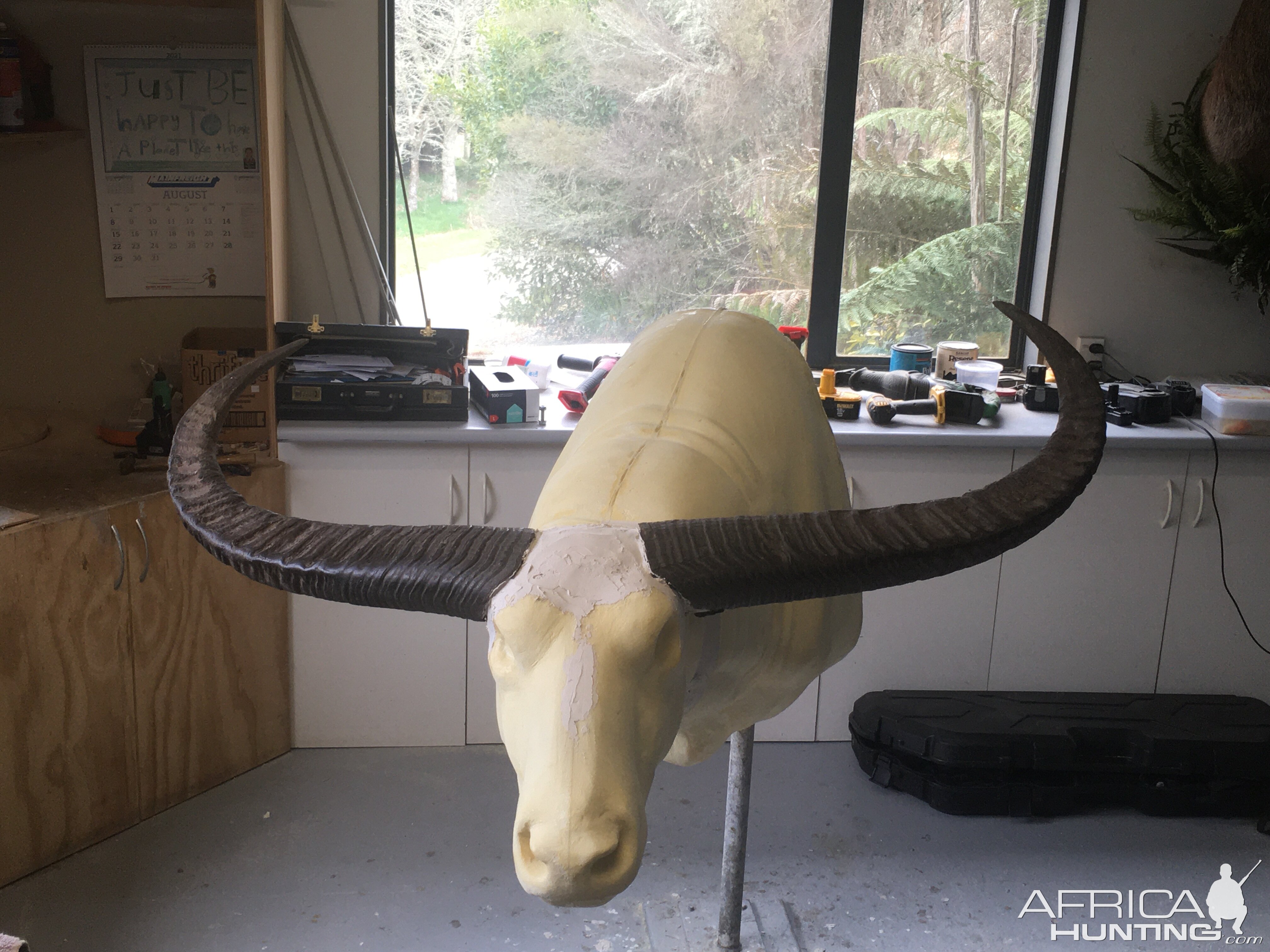 Water Buffalo Mount In The Make Taxidermy