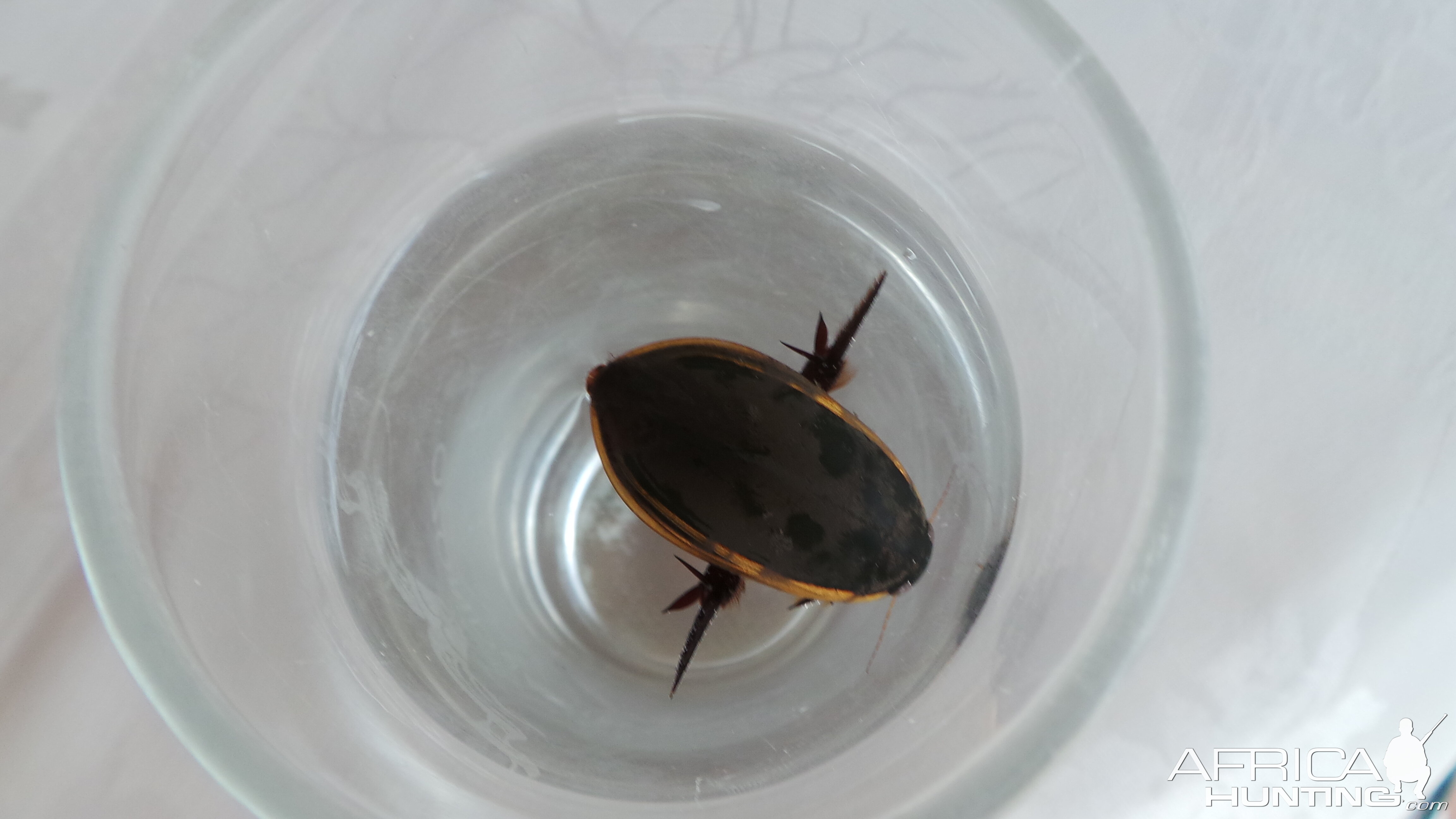 Water Bug Namibia