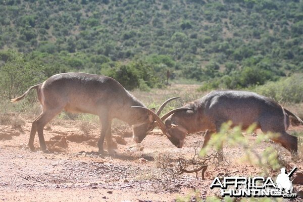 Waterbuck Bulls Fighting