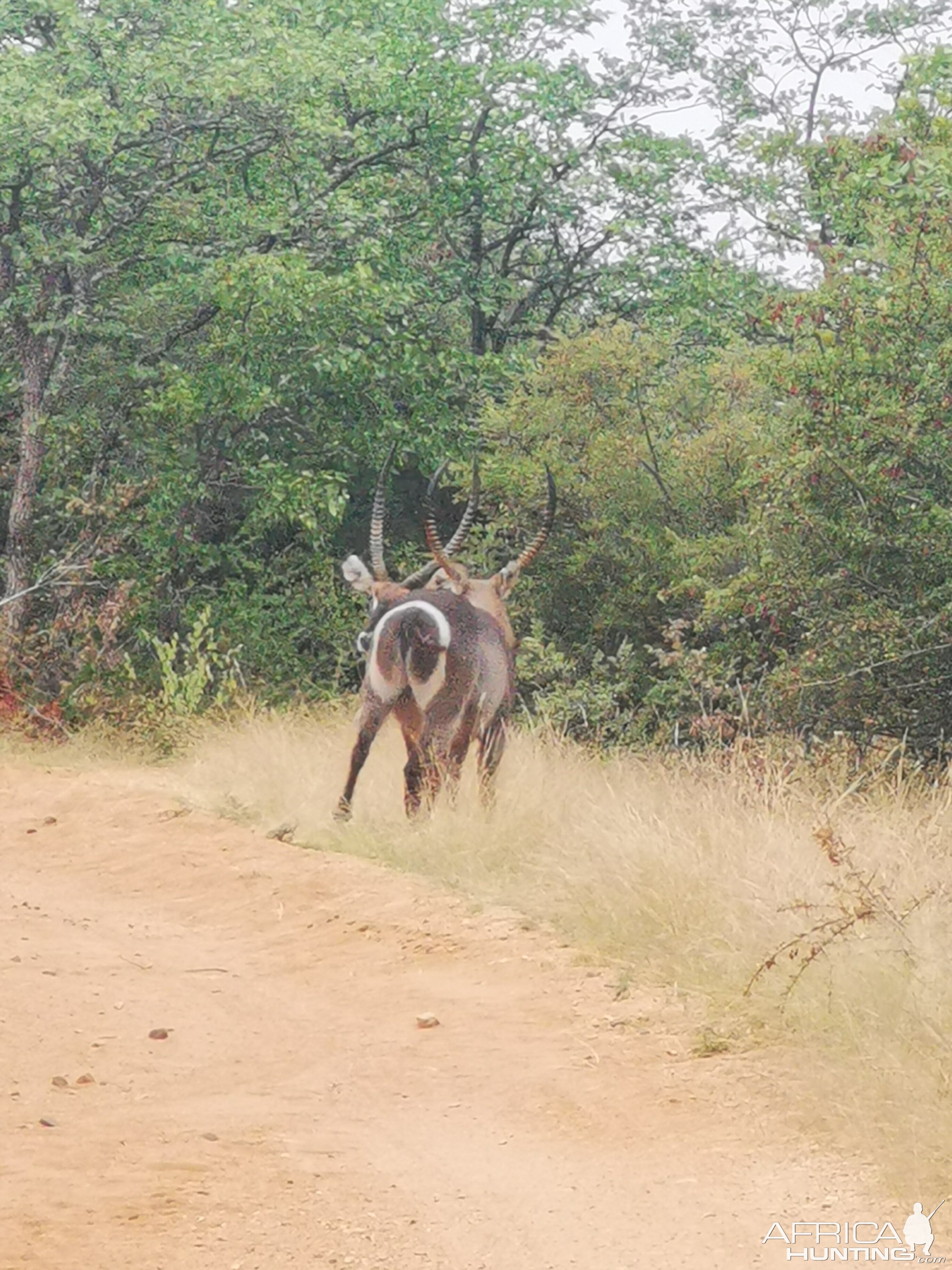 Waterbuck Bulls South Africa