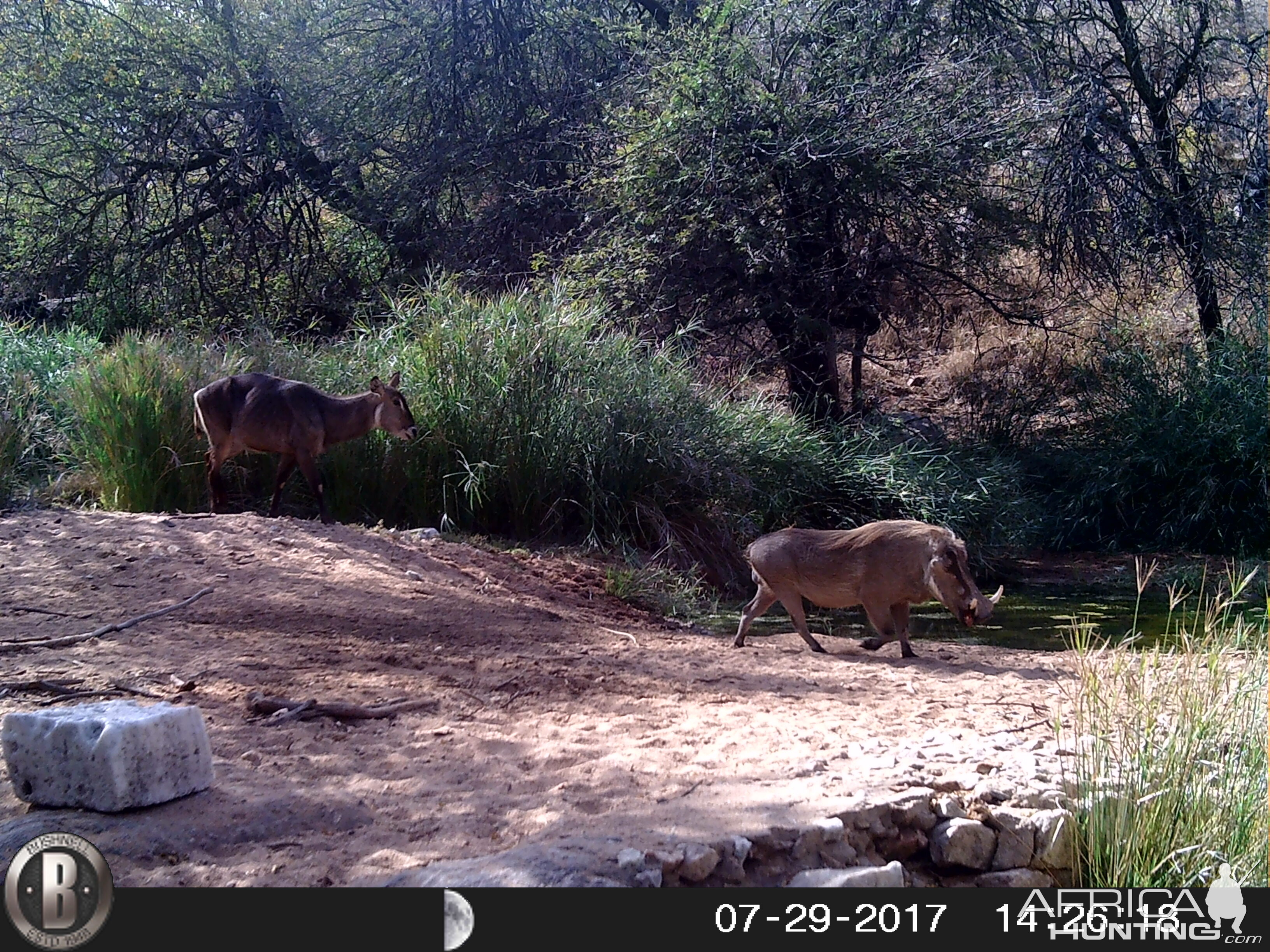 Waterbuck cow & Warthog