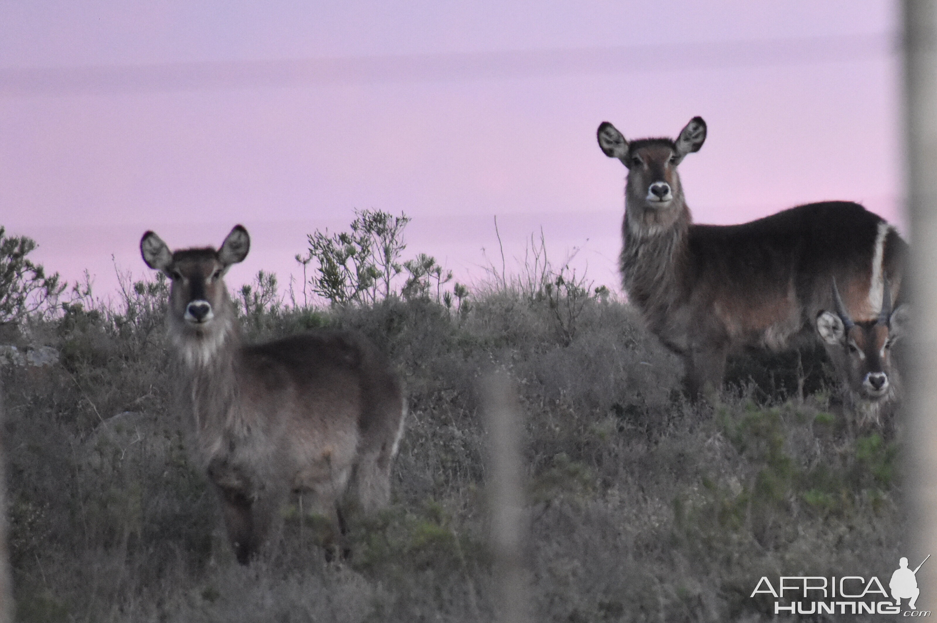 Waterbuck Females South Africa