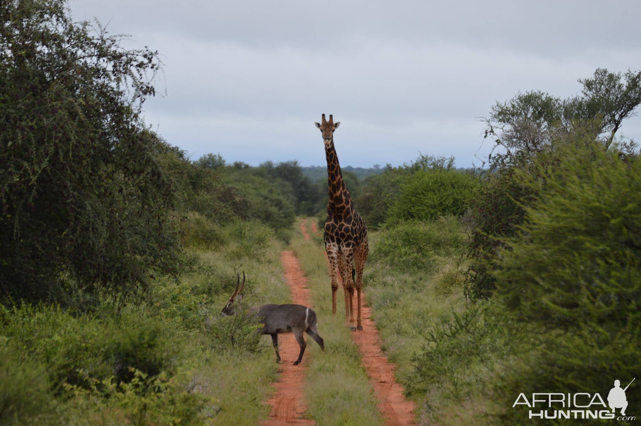 Waterbuck & Giraffe South Africa