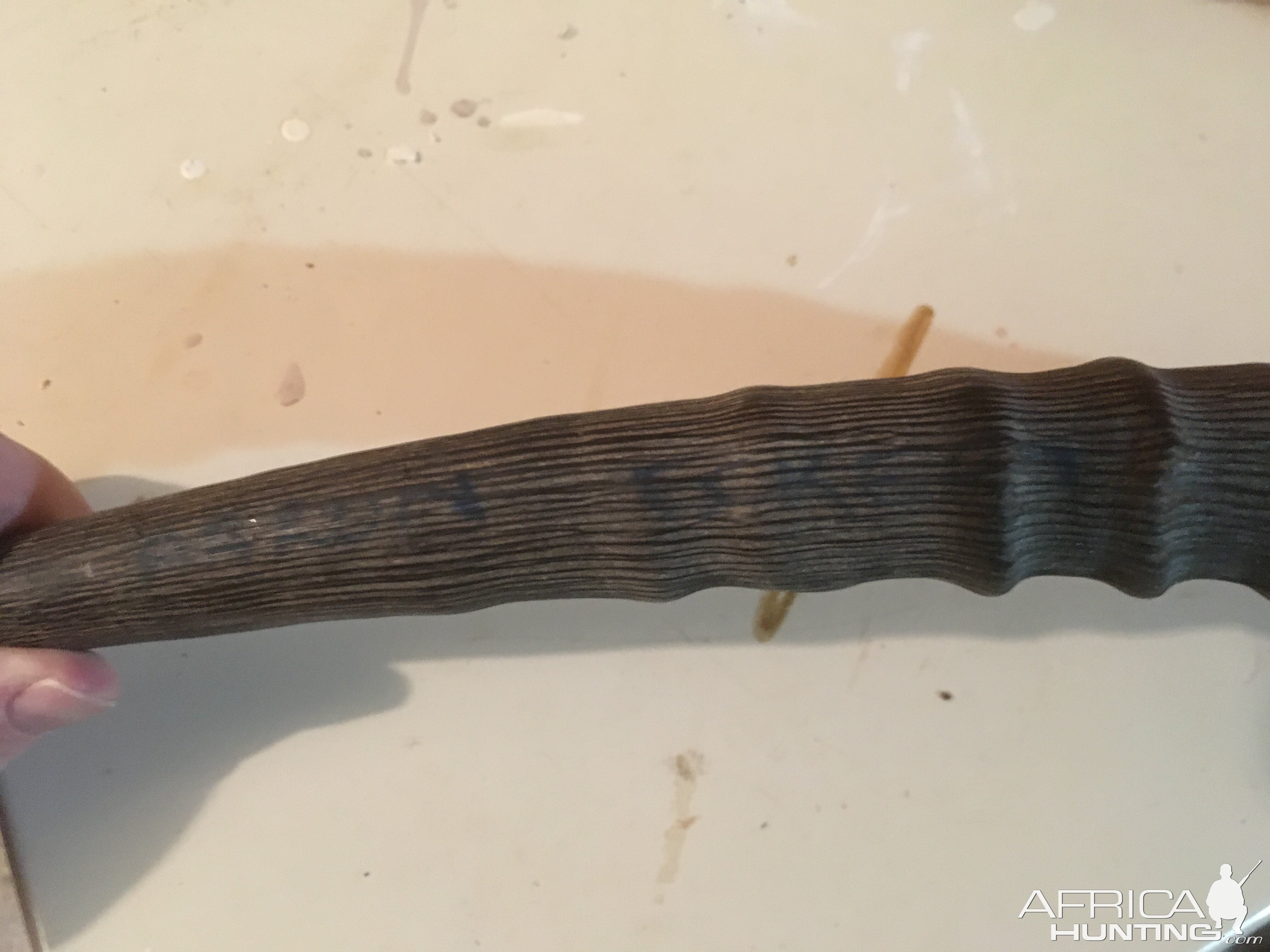 Waterbuck Horn showing the ink