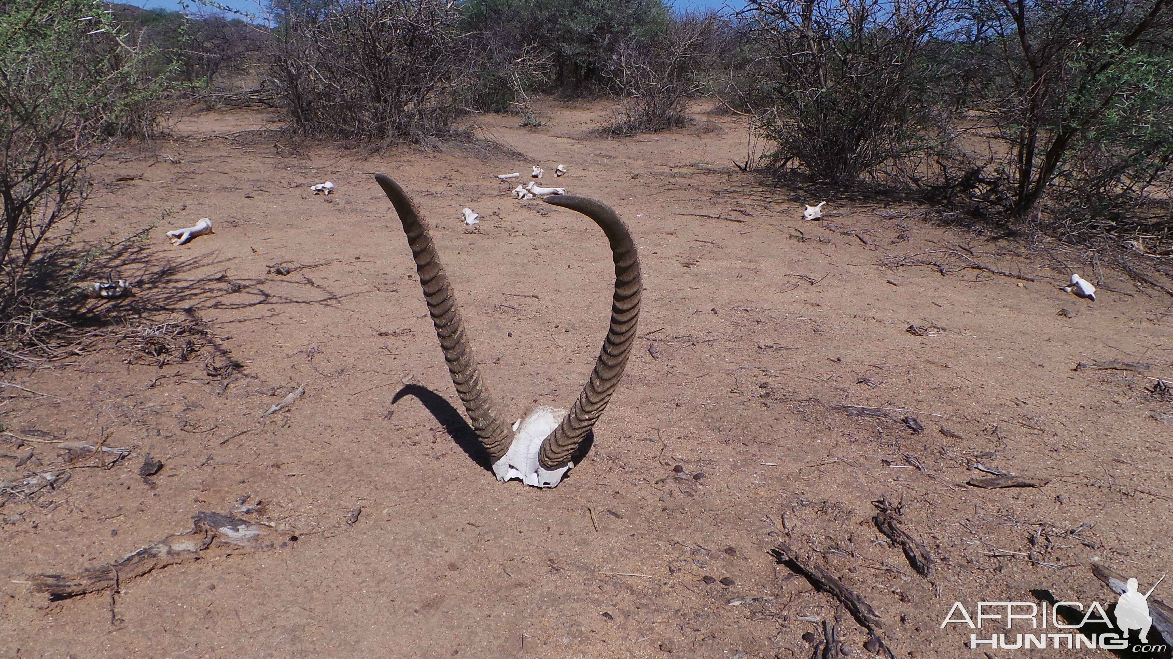 Waterbuck horns Namibia