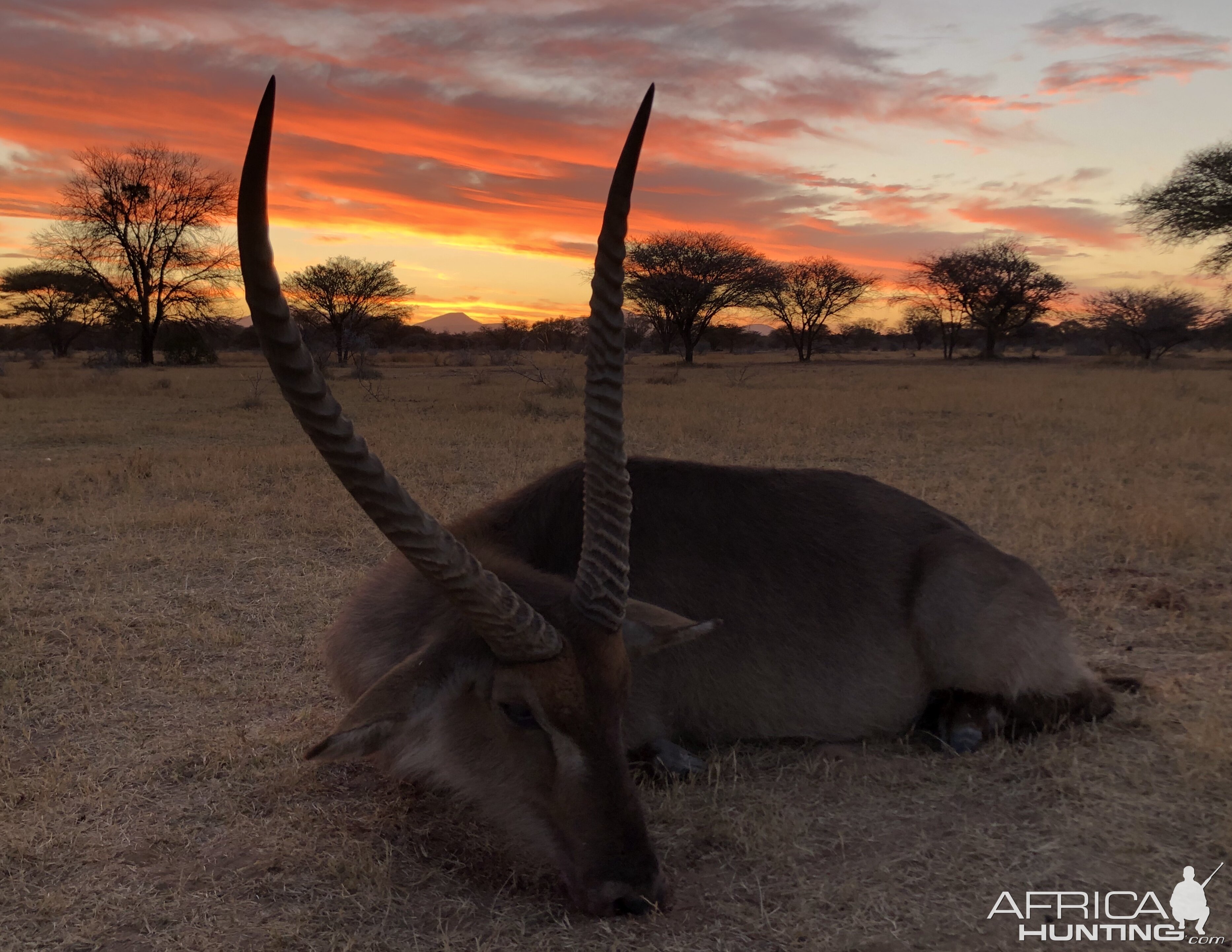 Waterbuck Hunt South Africa