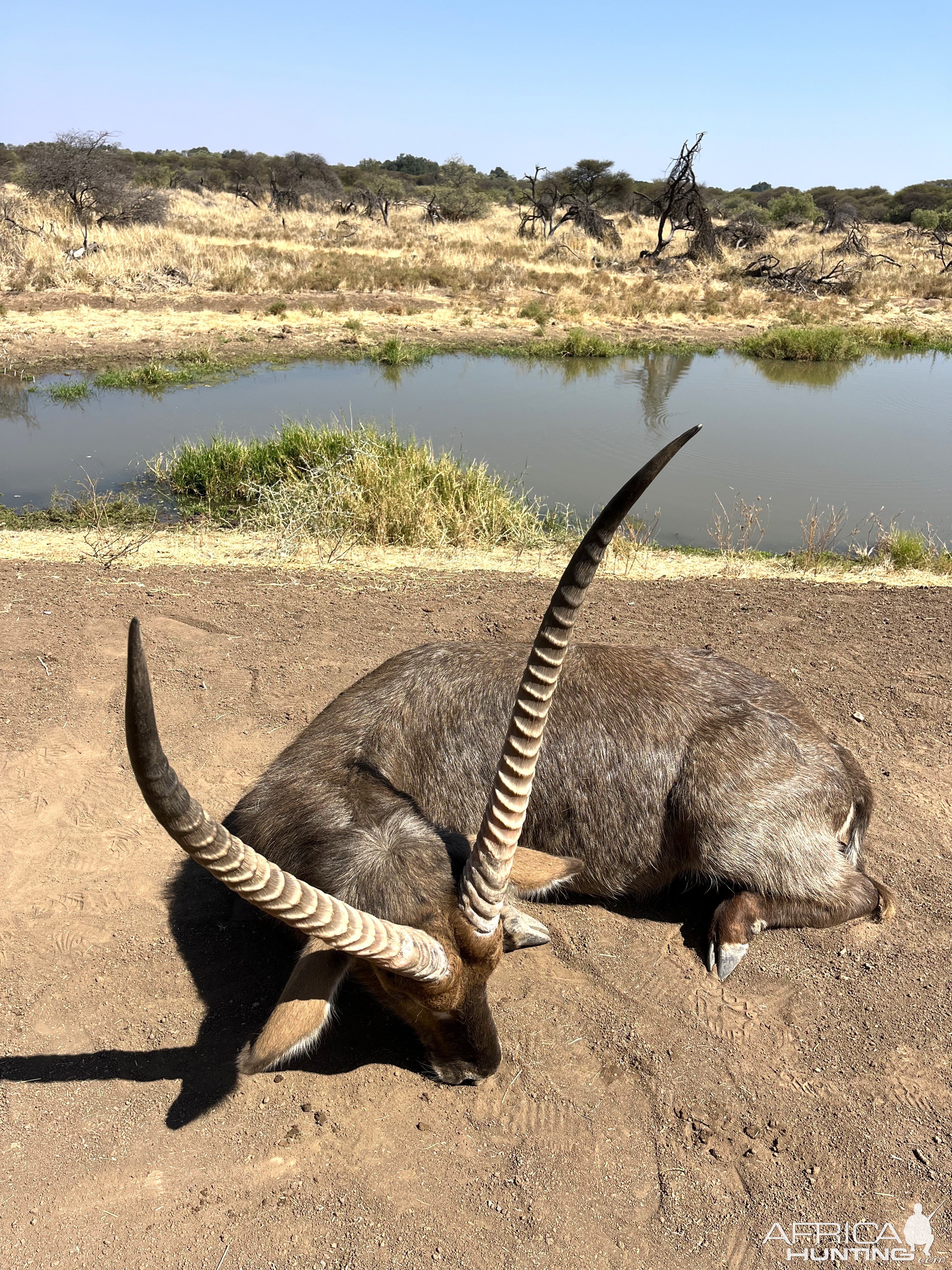 Waterbuck Hunt South Africa