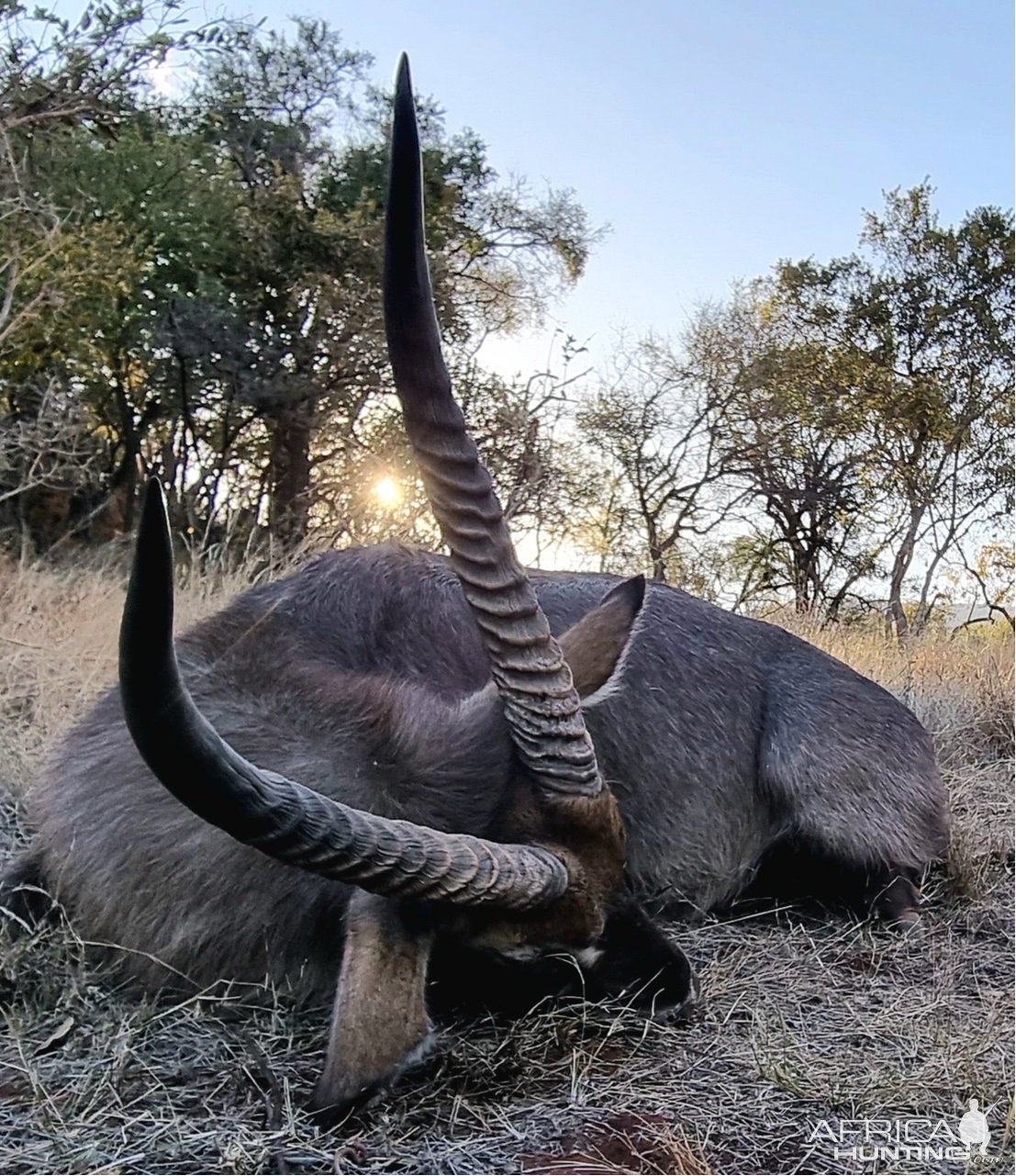 Waterbuck Hunt South Africa