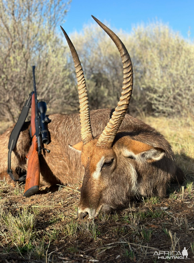 Waterbuck Hunt South Africa