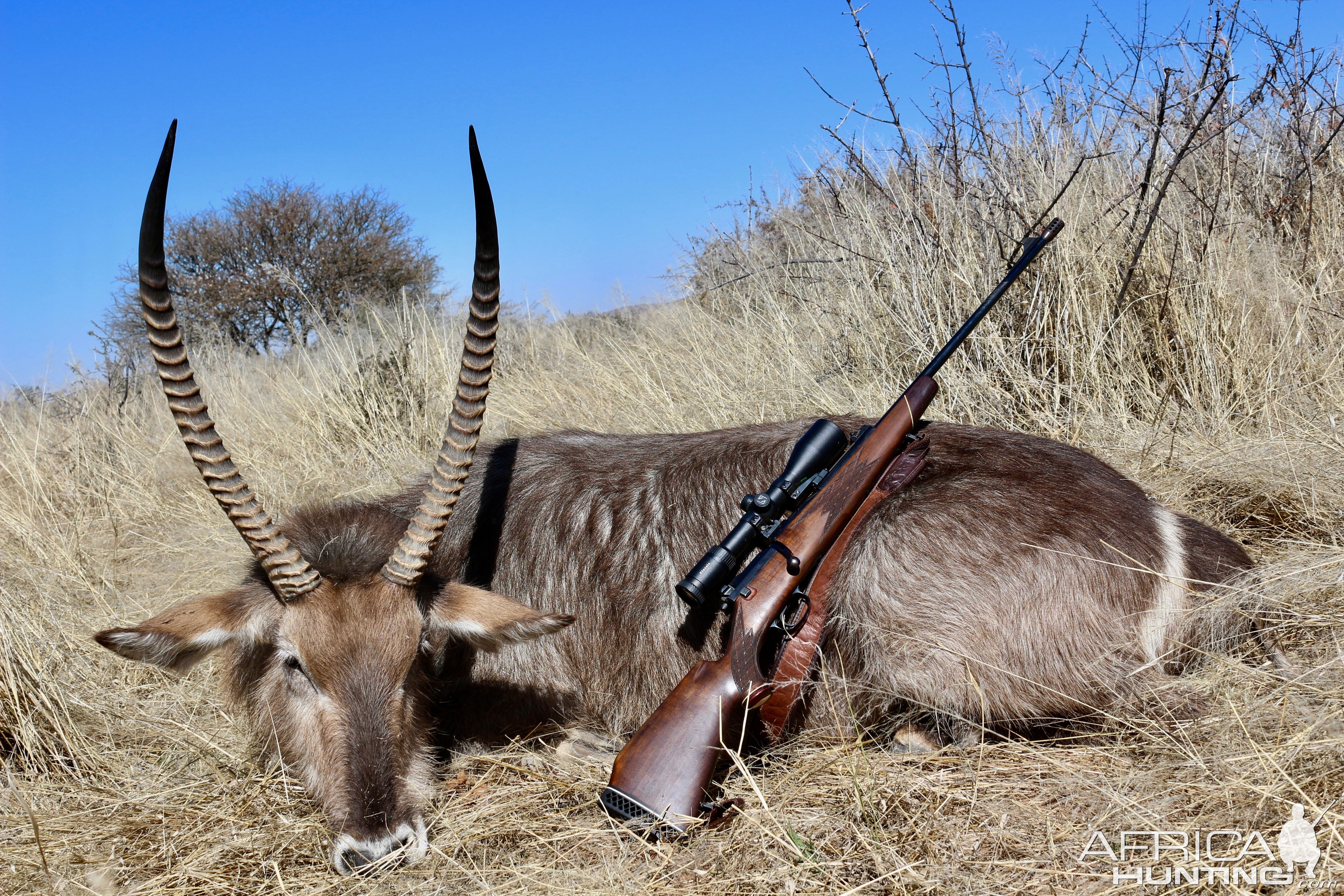 Waterbuck Hunting Namibia