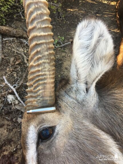 Waterbuck Hunting South Africa