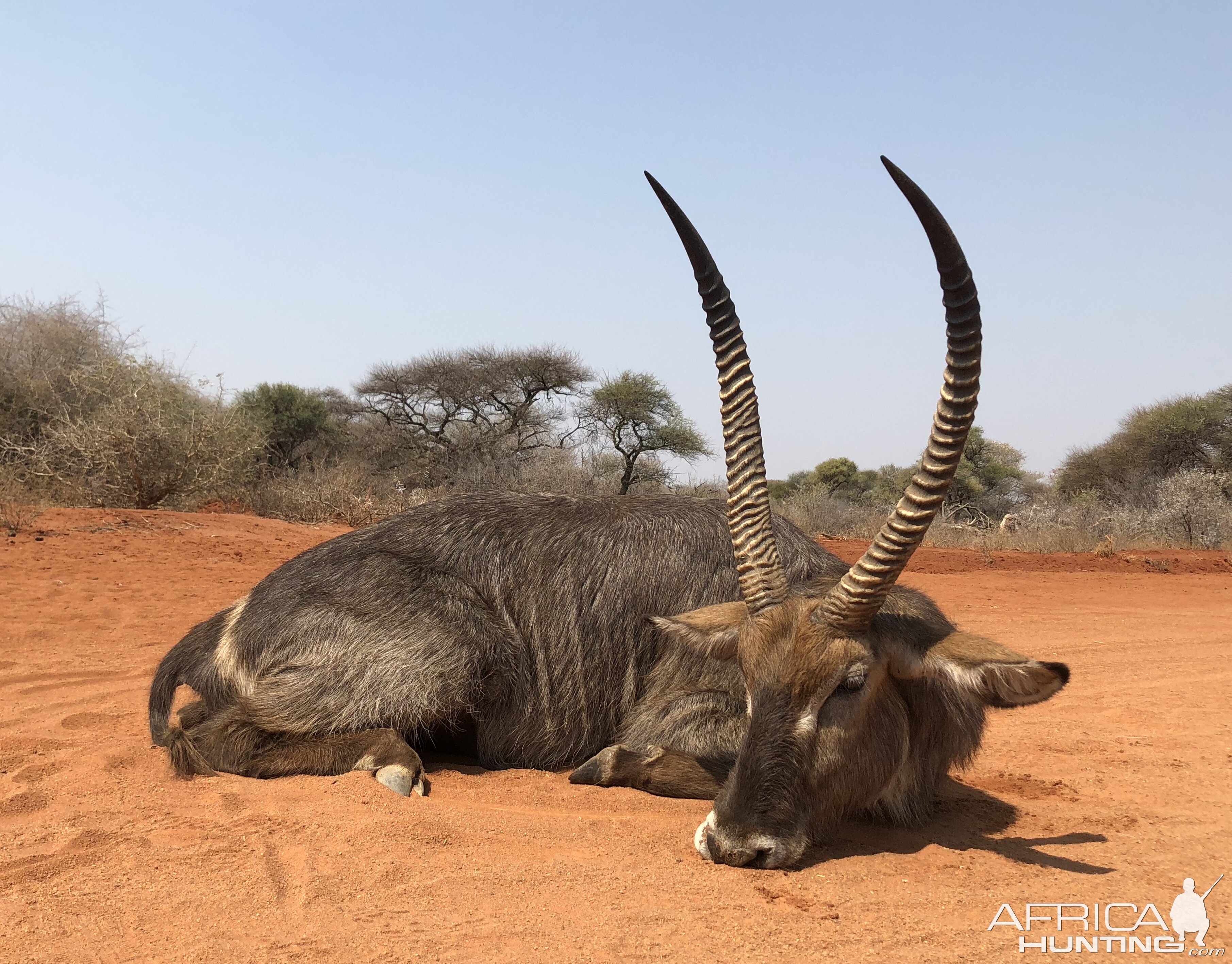 Waterbuck Hunting South Africa