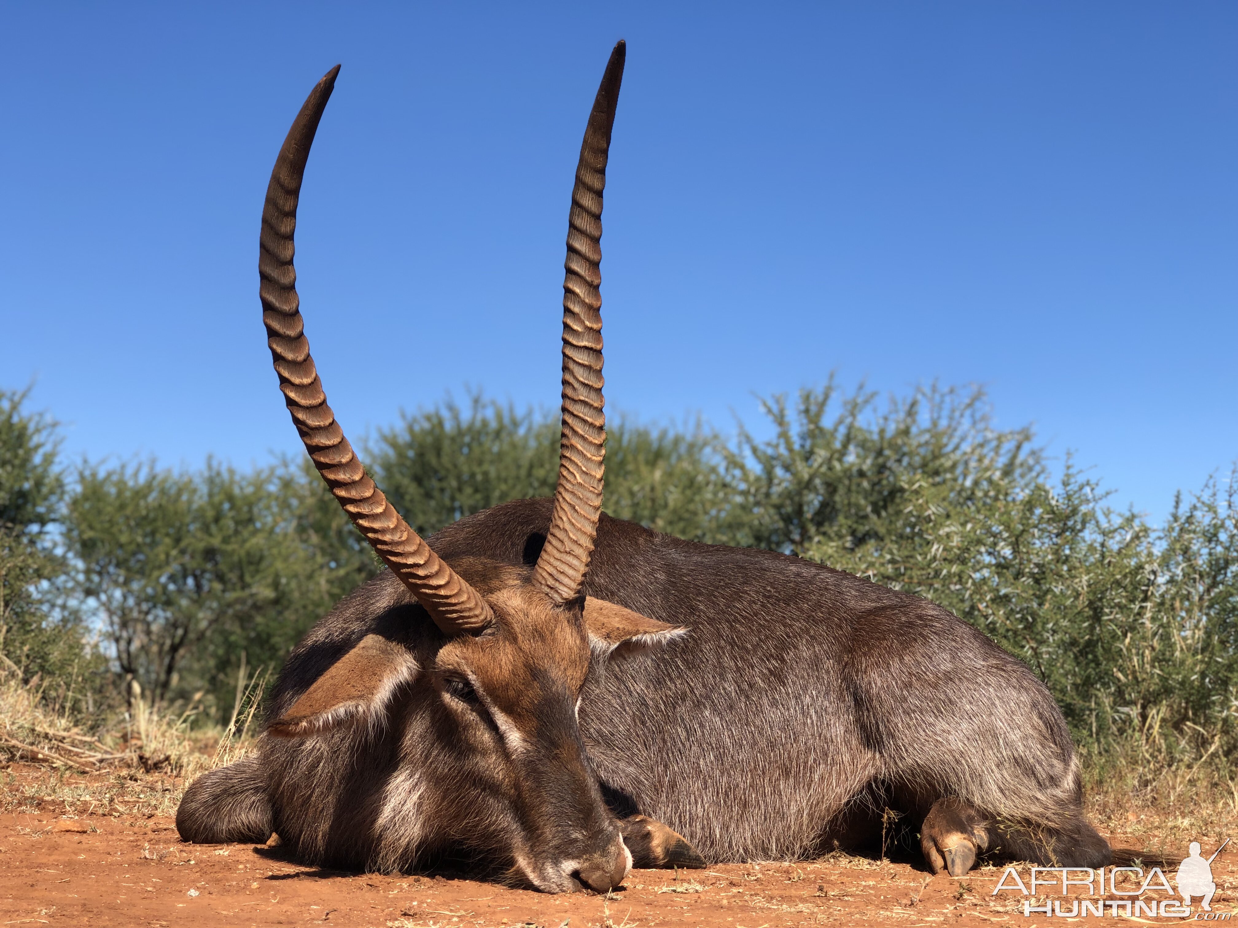 Waterbuck Hunting South Africa